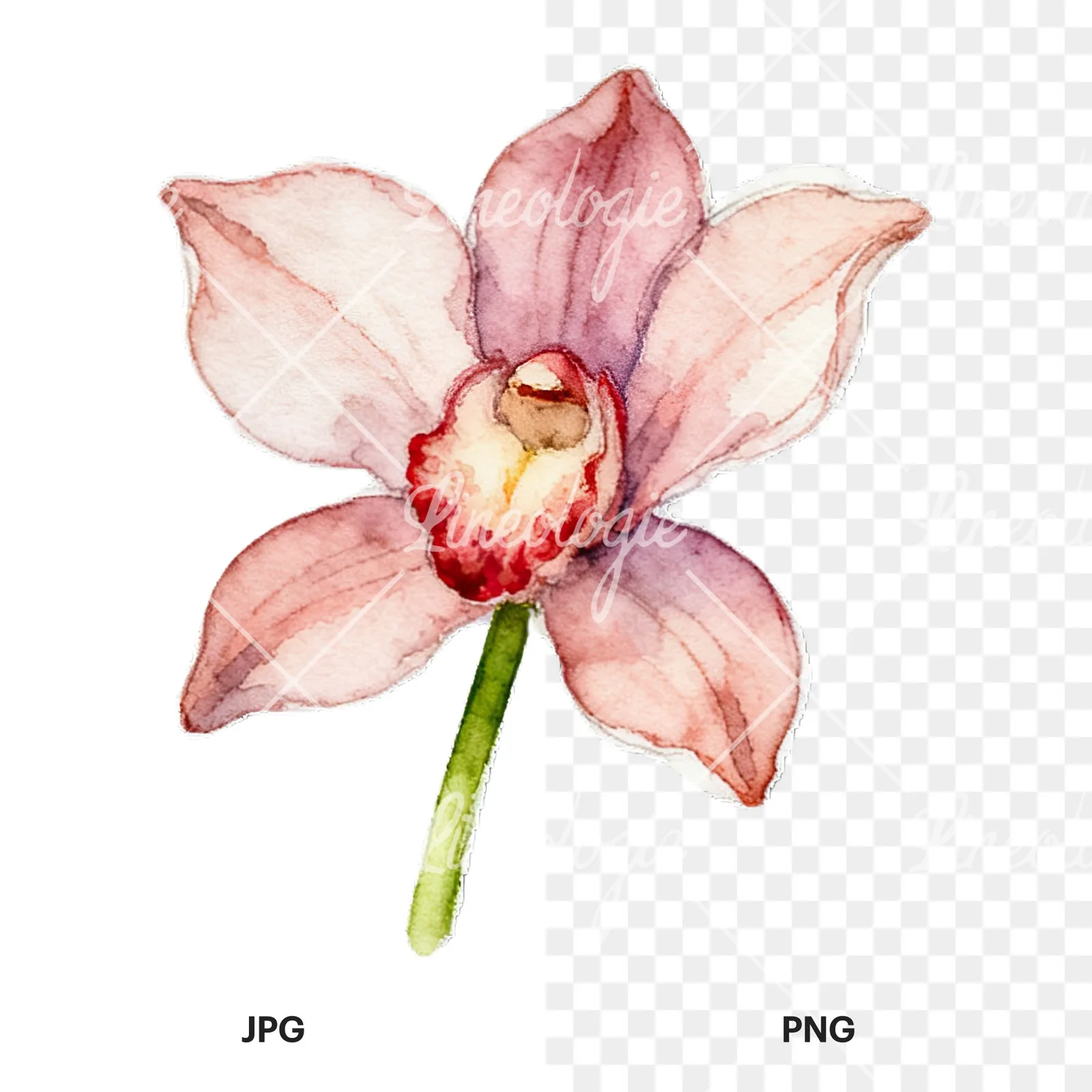 Watercolor striped orchid flower clipart 9 of 12, as a JPG on white and a transparent PNG