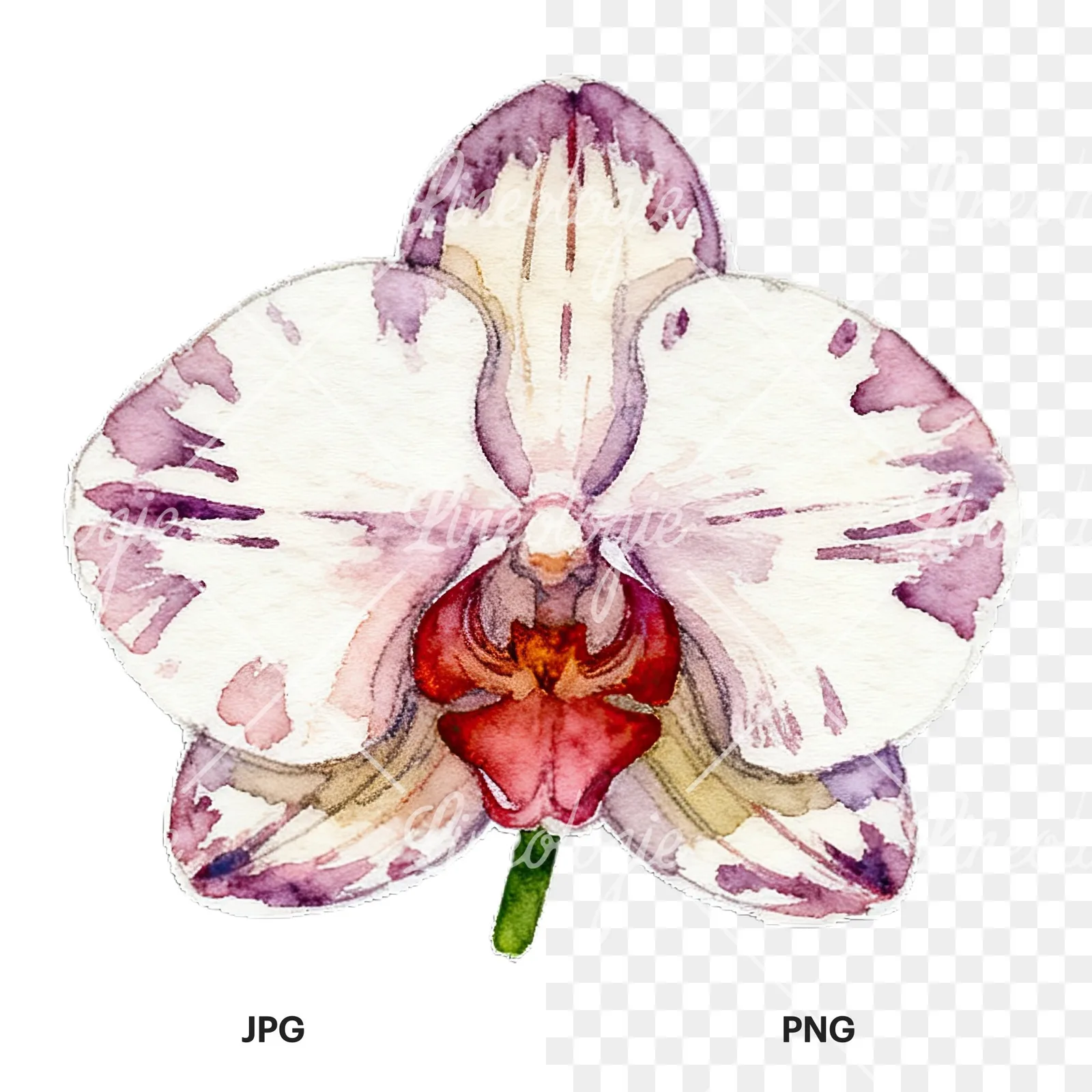 Watercolor striped orchid flower clipart 10 of 12, as a JPG on white and a transparent PNG
