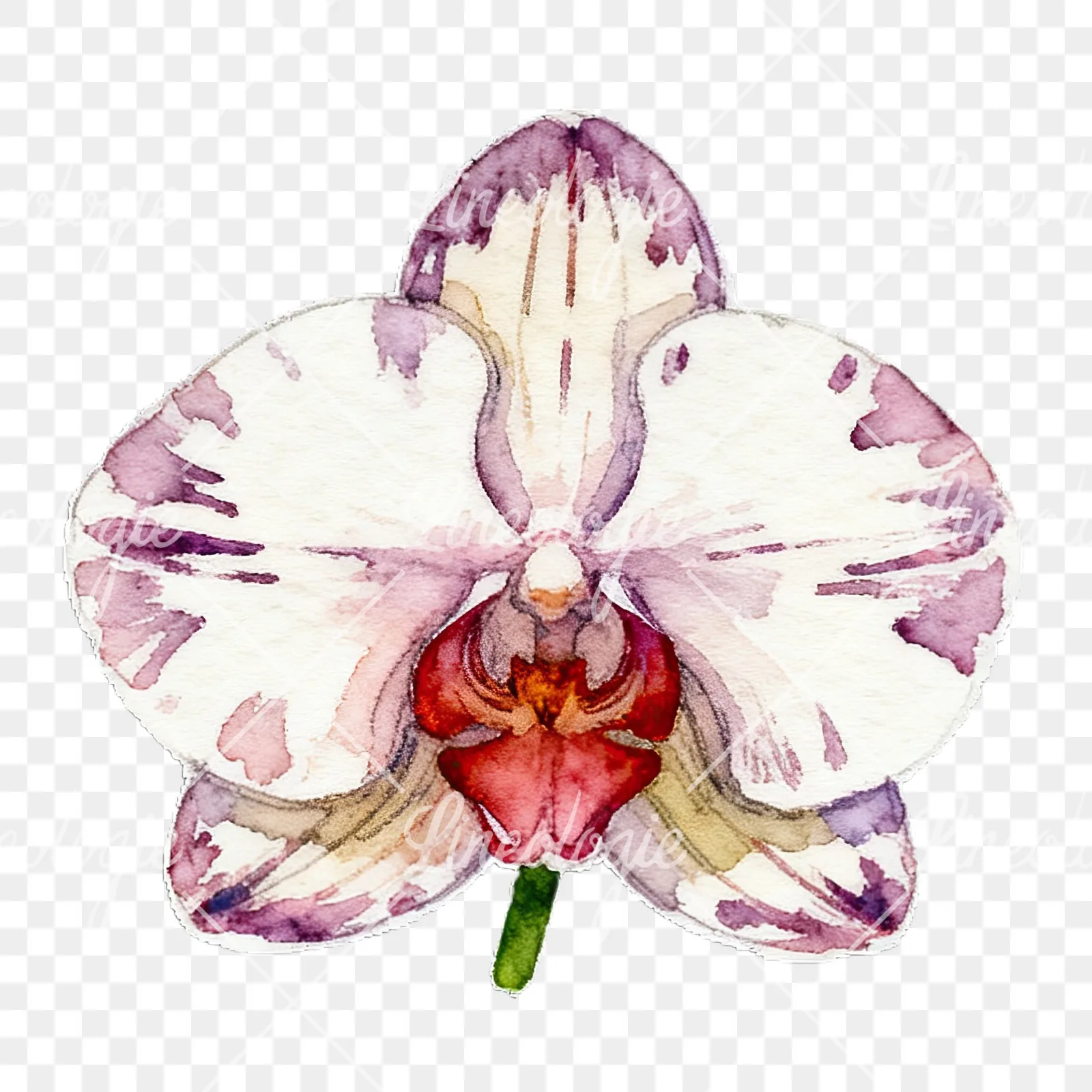 Watercolor striped orchid flower clipart 10 of 12 on a transparent background (PNG)