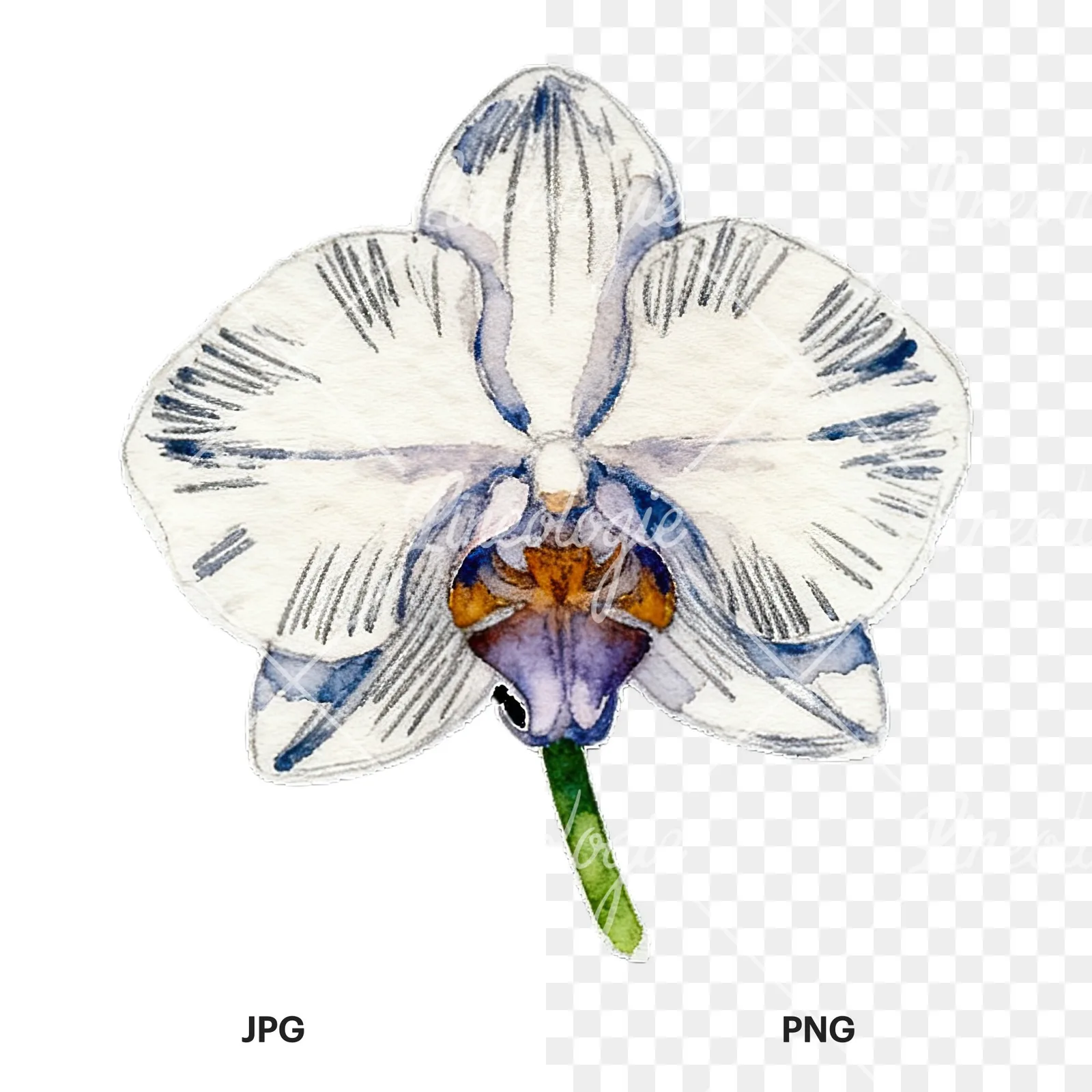 Watercolor striped orchid flower clipart 11 of 12, as a JPG on white and a transparent PNG