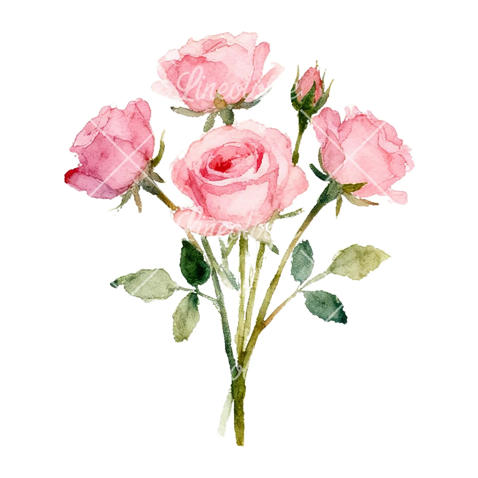 Watercolor pink rose bouquet with buds clipart 1 of 12 on a white background (JPG)