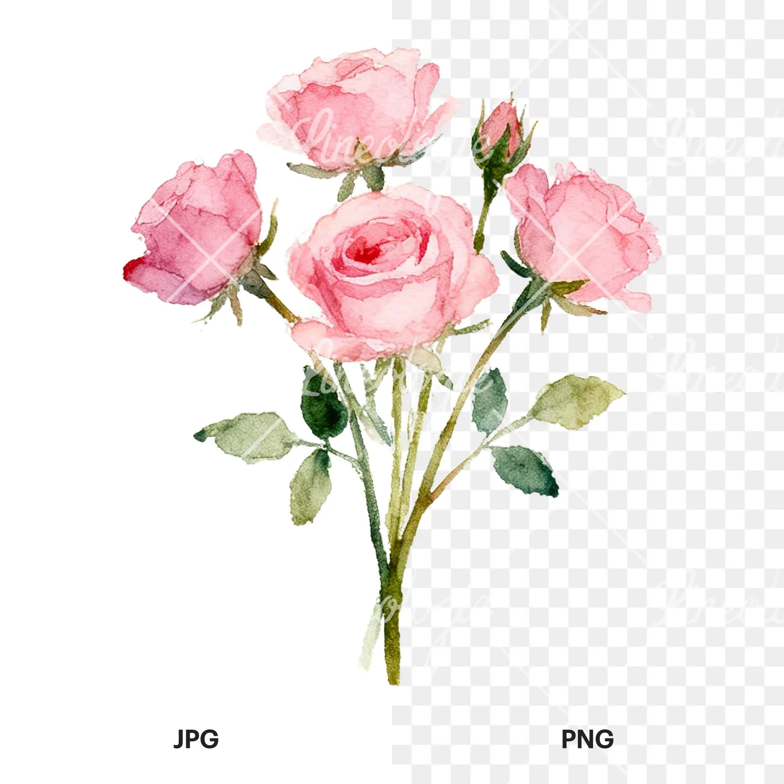 Watercolor pink rose bouquet with buds clipart 1 of 12, as a JPG on white and a transparent PNG