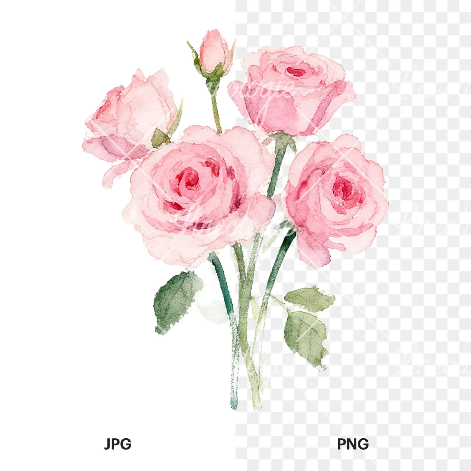 Watercolor pink rose bouquet with buds clipart 3 of 12, as a JPG on white and a transparent PNG