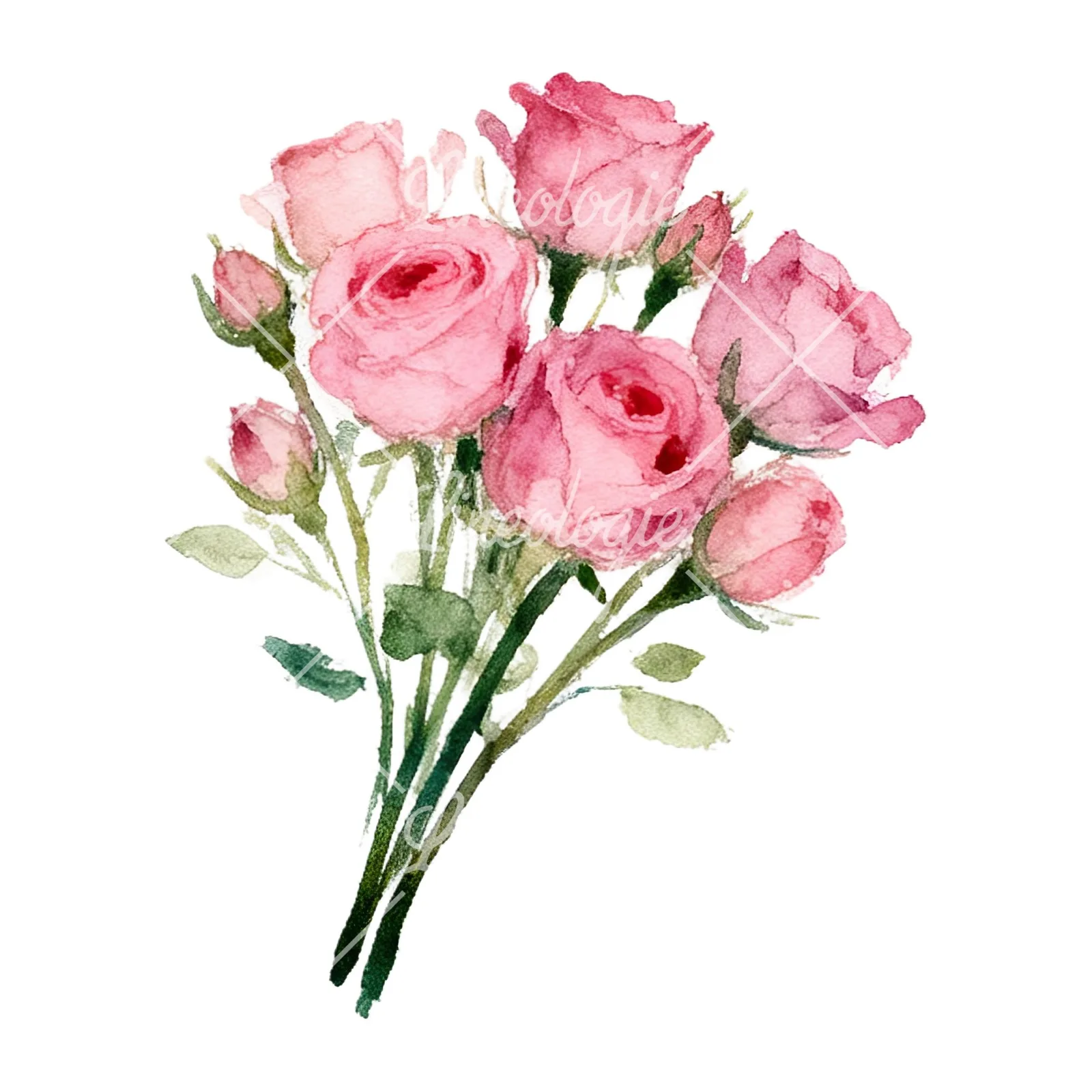 Watercolor pink rose bouquet with buds clipart 9 of 12 on a white background (JPG)