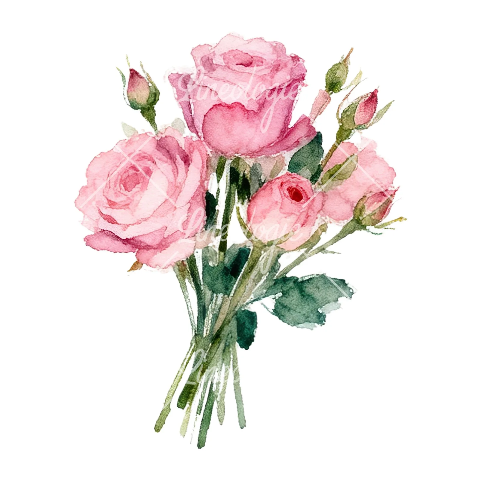 Watercolor pink rose bouquet with buds clipart 11 of 12 on a white background (JPG)