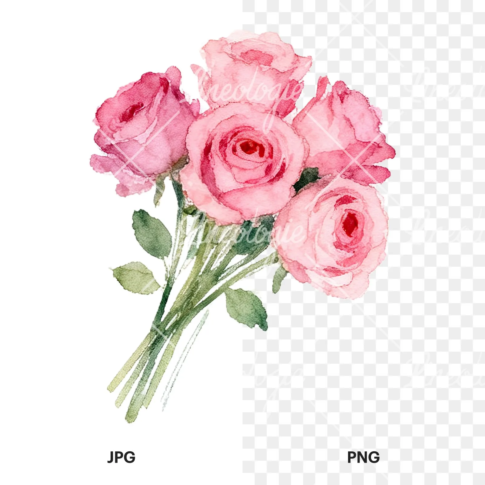 Watercolor pink rose bouquet with buds clipart 12 of 12, as a JPG on white and a transparent PNG
