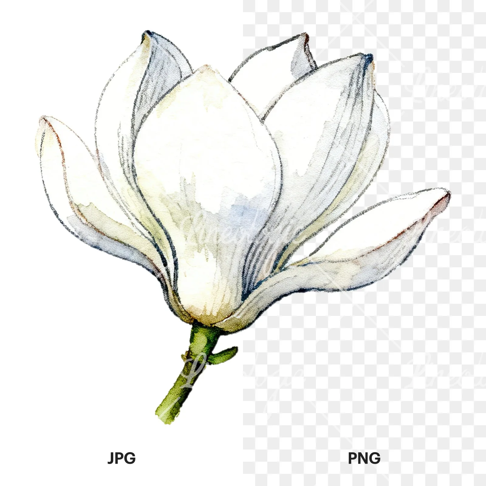 Watercolor white magnolia with closed buds clipart 1 of 12, as a JPG on white and a transparent PNG