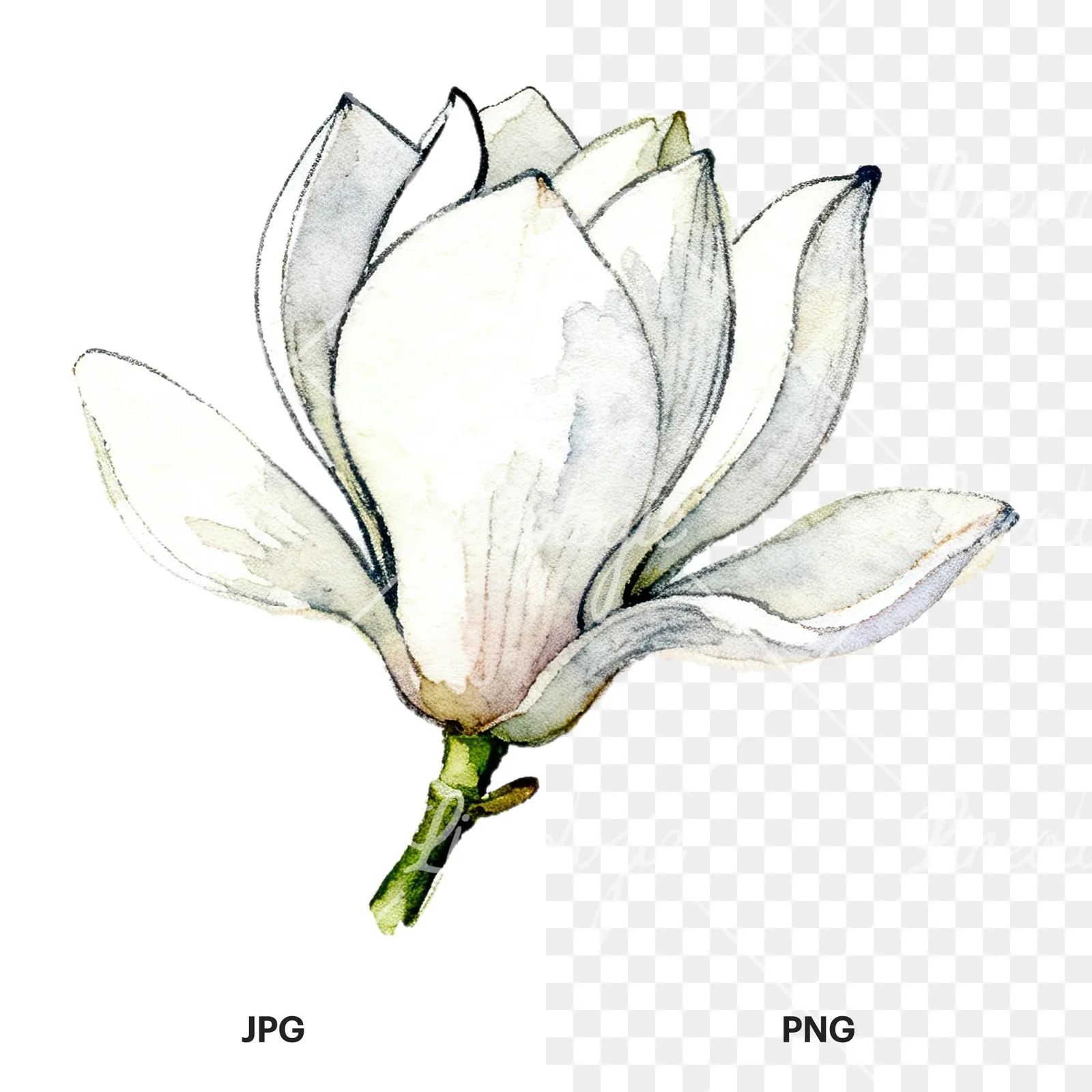 Watercolor white magnolia with closed buds clipart 2 of 12, as a JPG on white and a transparent PNG