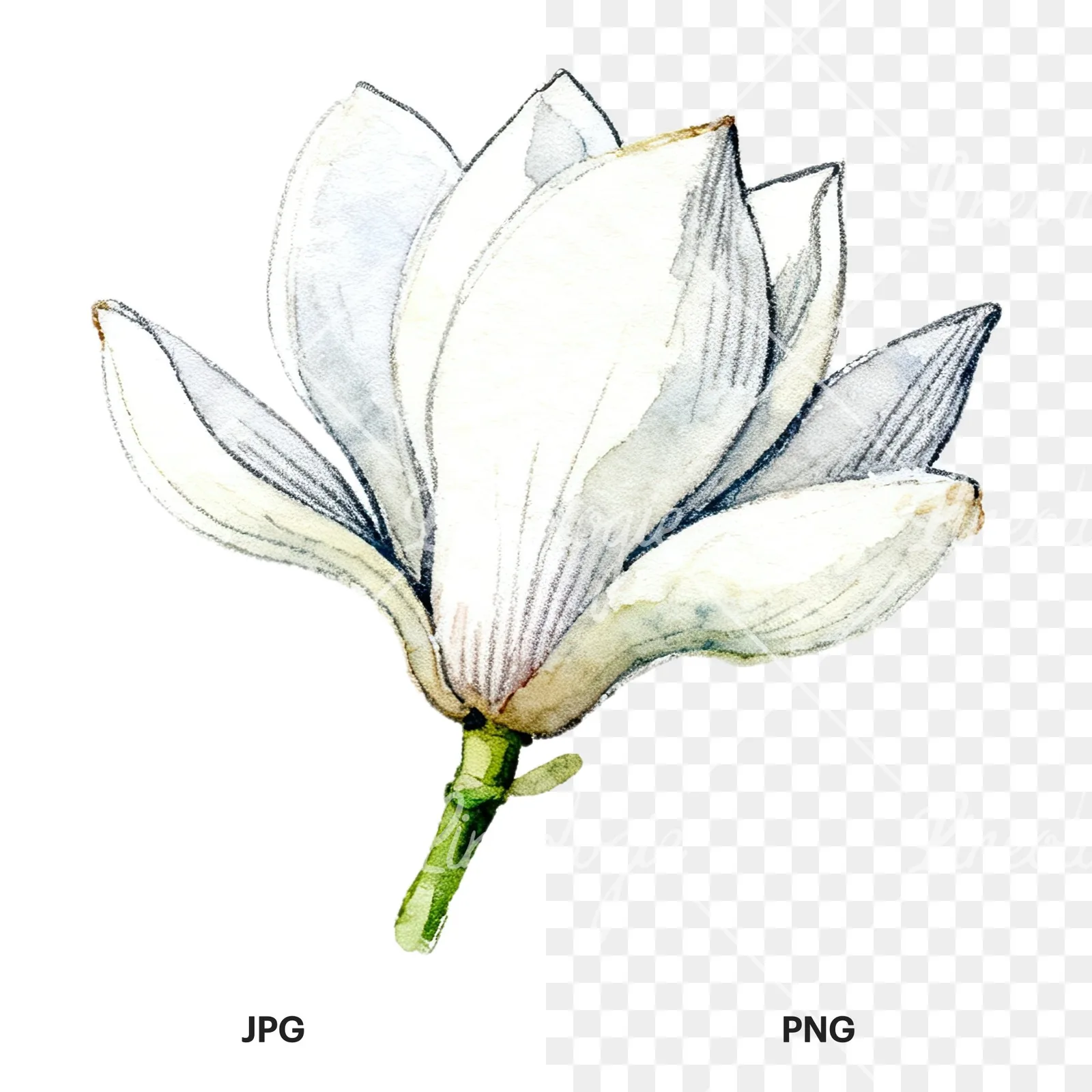 Watercolor white magnolia with closed buds clipart 3 of 12, as a JPG on white and a transparent PNG