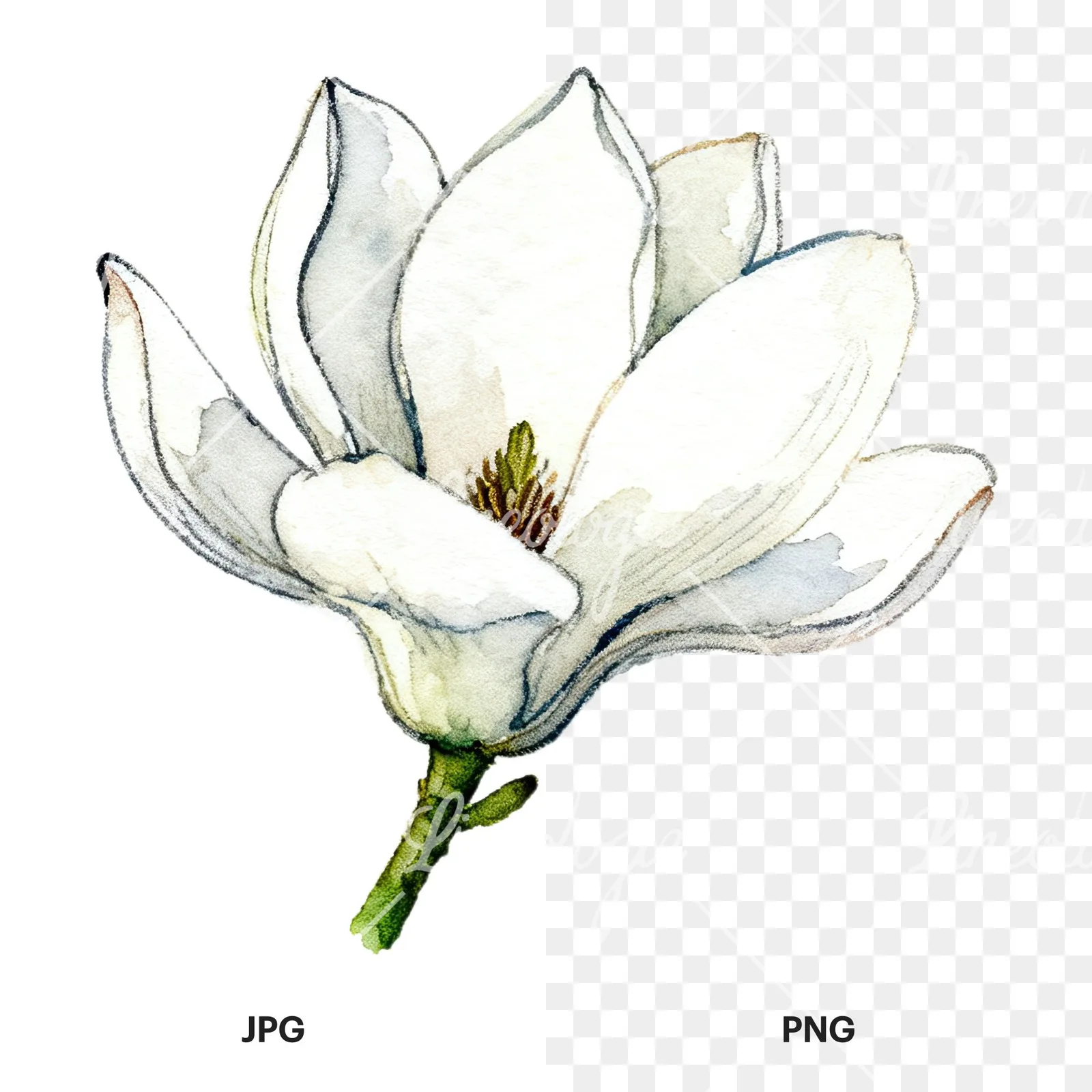 Watercolor white magnolia with closed buds clipart 4 of 12, as a JPG on white and a transparent PNG