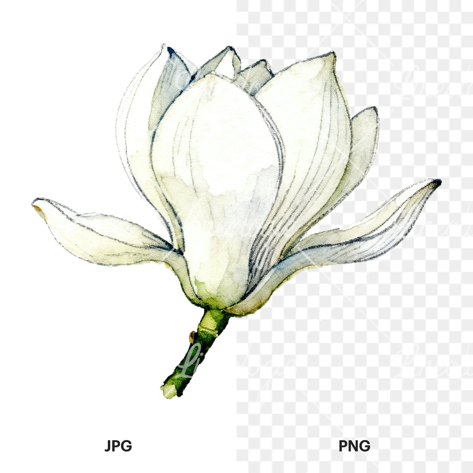 Watercolor white magnolia with closed buds clipart 5 of 12, as a JPG on white and a transparent PNG