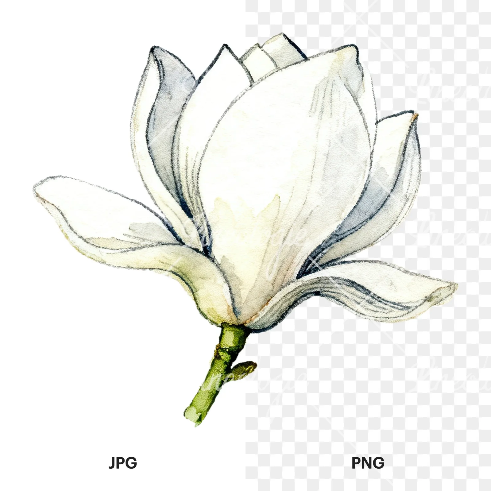 Watercolor white magnolia with closed buds clipart 6 of 12, as a JPG on white and a transparent PNG