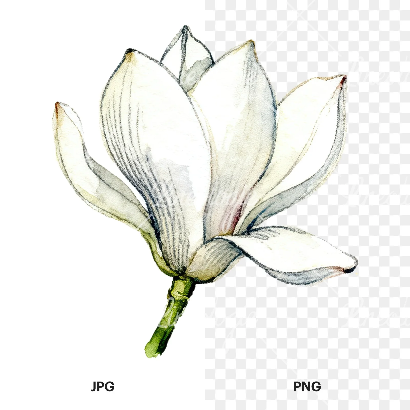 Watercolor white magnolia with closed buds clipart 7 of 12, as a JPG on white and a transparent PNG