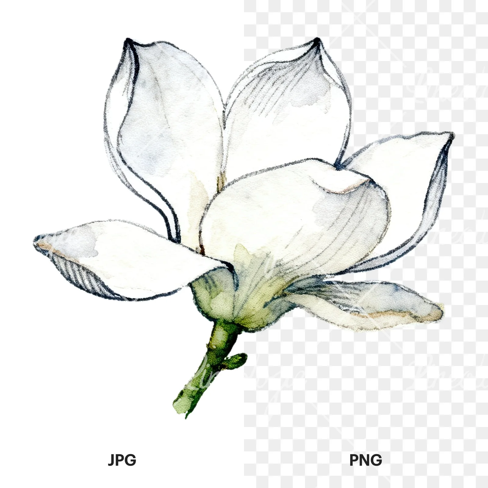 Watercolor white magnolia with closed buds clipart 8 of 12, as a JPG on white and a transparent PNG