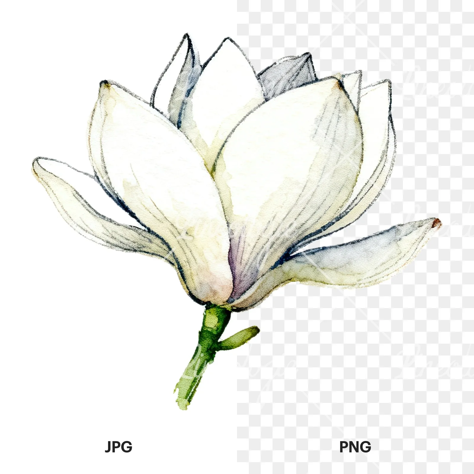 Watercolor white magnolia with closed buds clipart 9 of 12, as a JPG on white and a transparent PNG