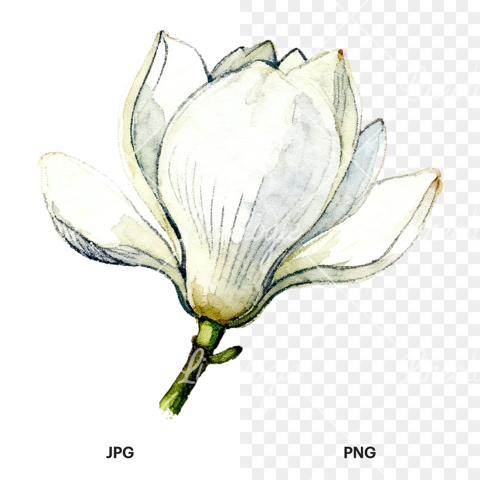 Watercolor white magnolia with closed buds clipart 10 of 12, as a JPG on white and a transparent PNG