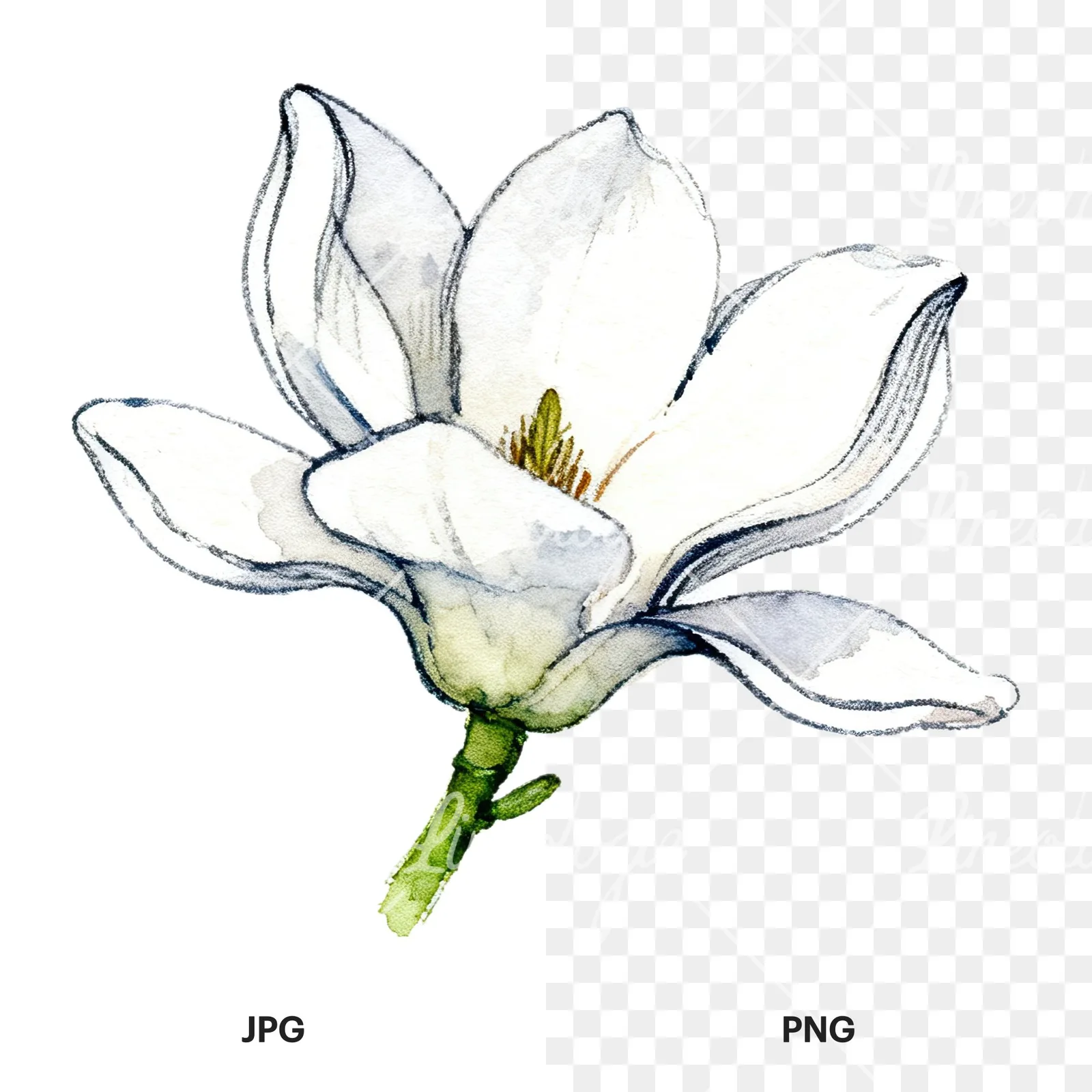 Watercolor white magnolia with closed buds clipart 11 of 12, as a JPG on white and a transparent PNG