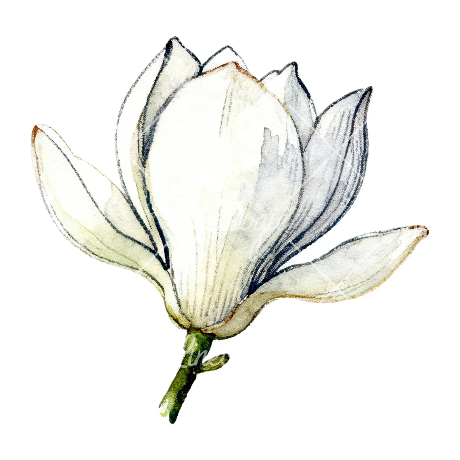 Watercolor white magnolia with closed buds clipart 12 of 12 on a white background (JPG)