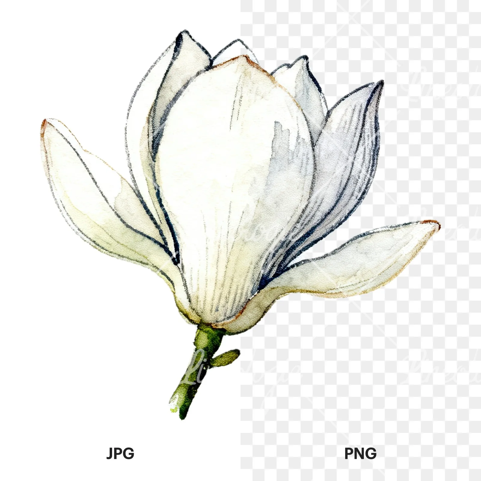 Watercolor white magnolia with closed buds clipart 12 of 12, as a JPG on white and a transparent PNG