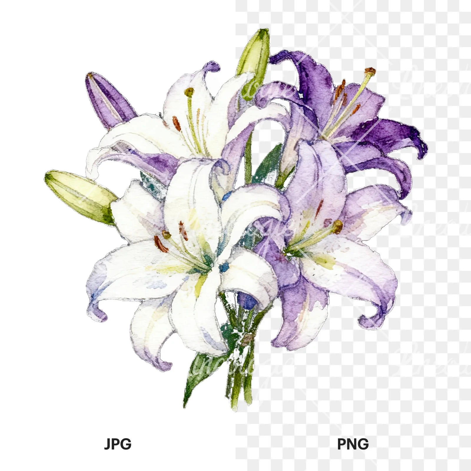 Watercolor white purple lily bouquet with green stems clipart 6 of 12, as a JPG on white and a transparent PNG