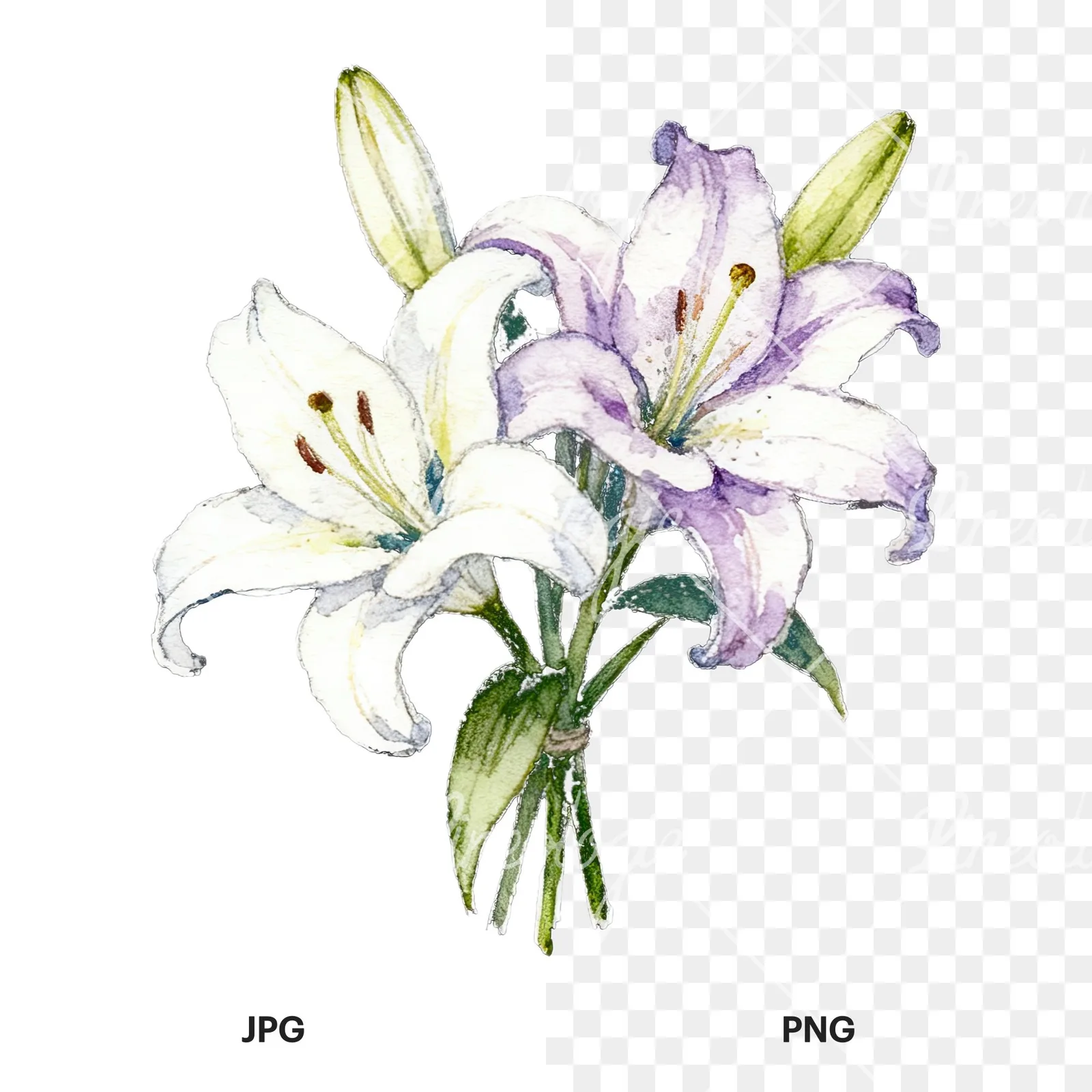 Watercolor white purple lily bouquet with green stems clipart 12 of 12, as a JPG on white and a transparent PNG