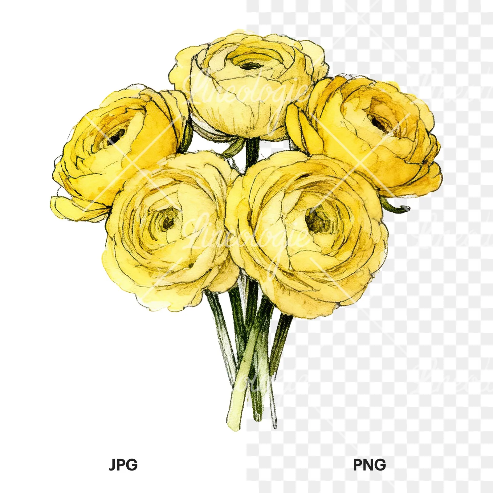 Watercolor compact yellow ranunculus bouquet clipart 1 of 12, as a JPG on white and a transparent PNG