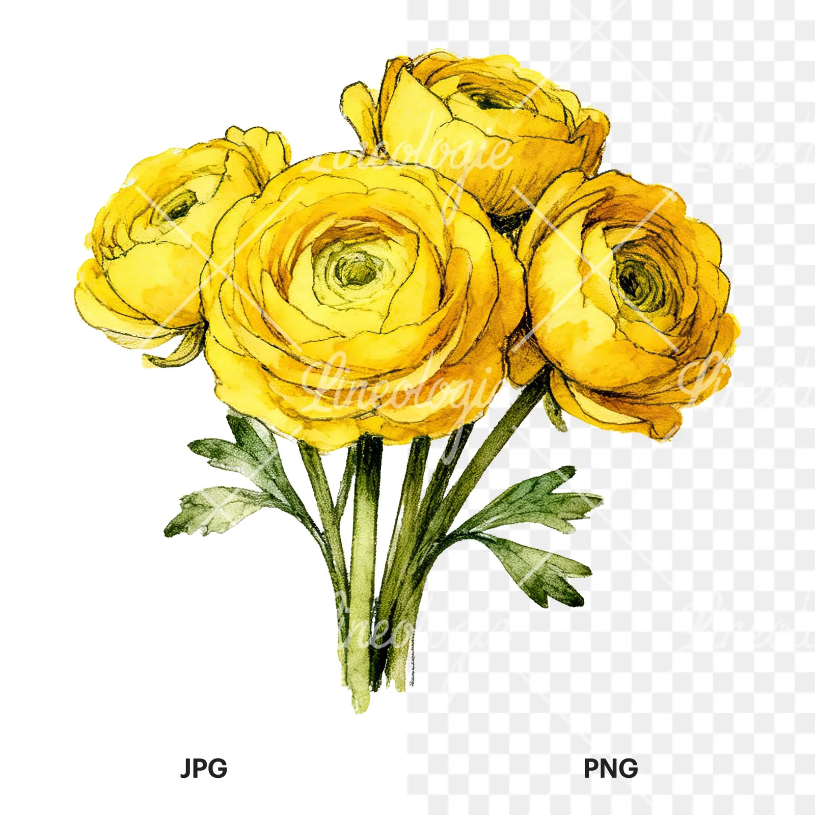 Watercolor compact yellow ranunculus bouquet clipart 2 of 12, as a JPG on white and a transparent PNG