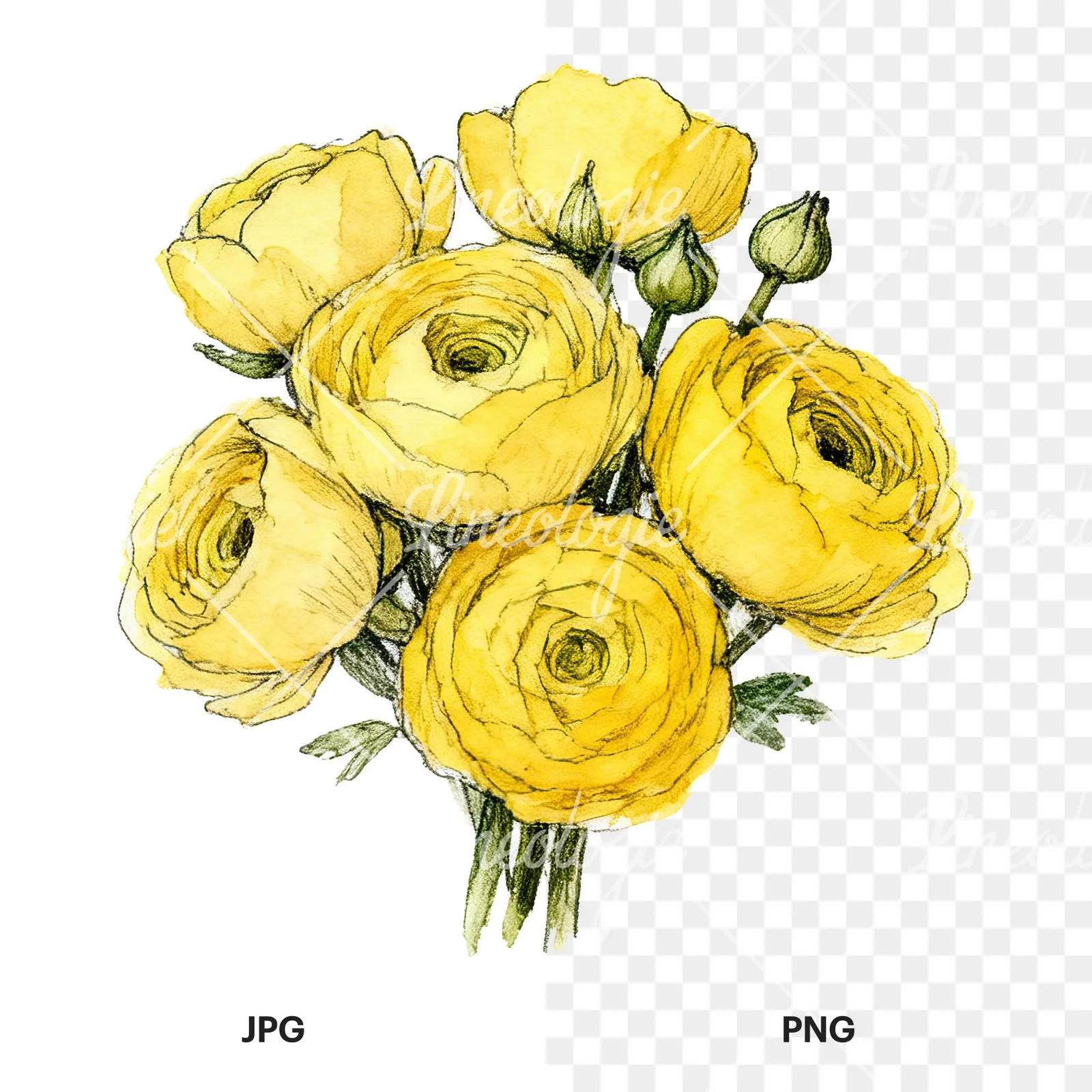 Watercolor compact yellow ranunculus bouquet clipart 3 of 12, as a JPG on white and a transparent PNG