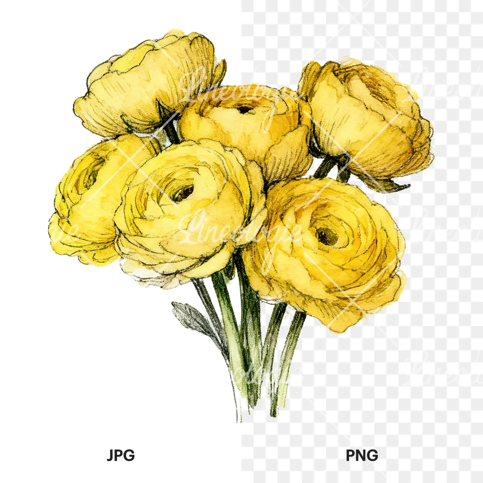 Watercolor compact yellow ranunculus bouquet clipart 4 of 12, as a JPG on white and a transparent PNG