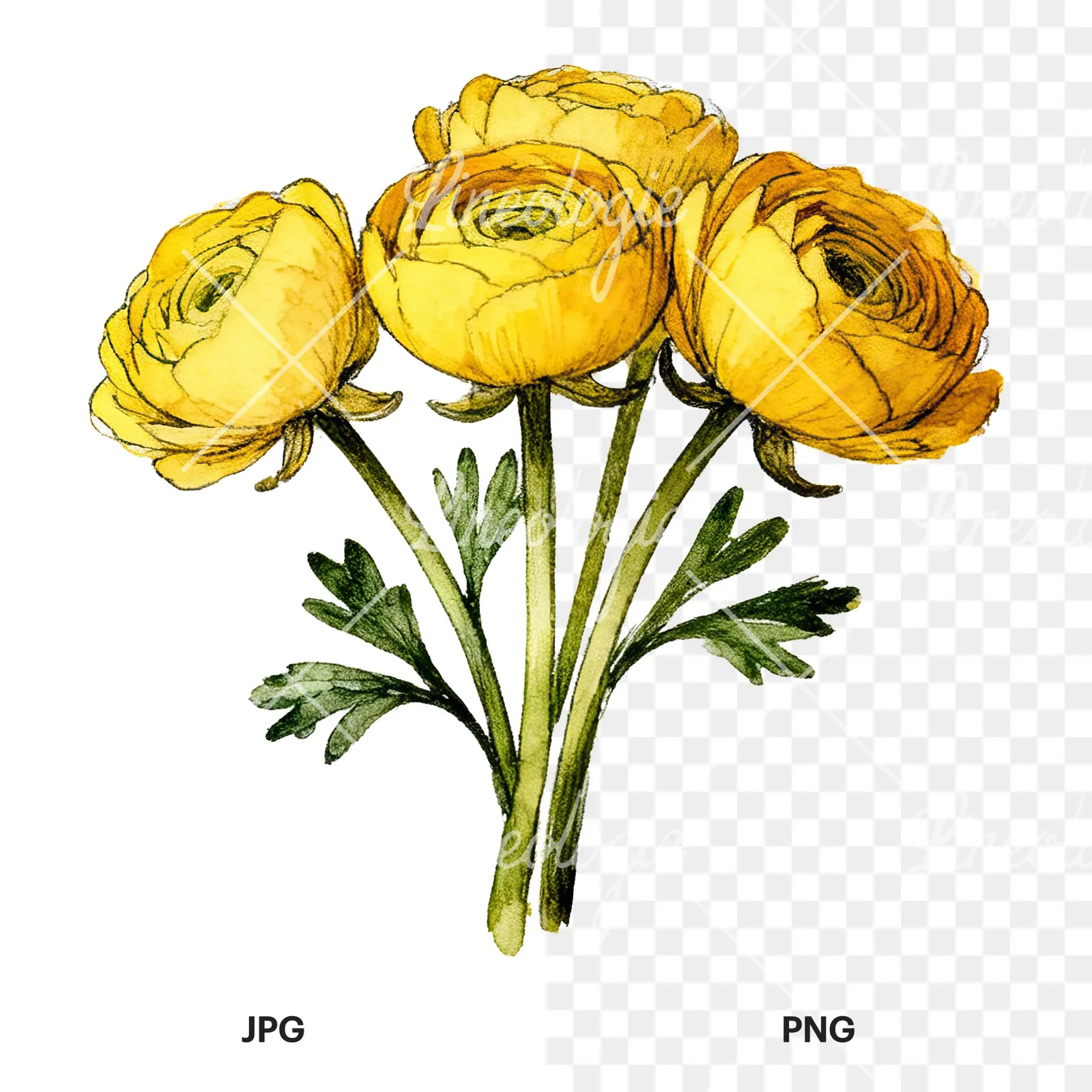 Watercolor compact yellow ranunculus bouquet clipart 5 of 12, as a JPG on white and a transparent PNG