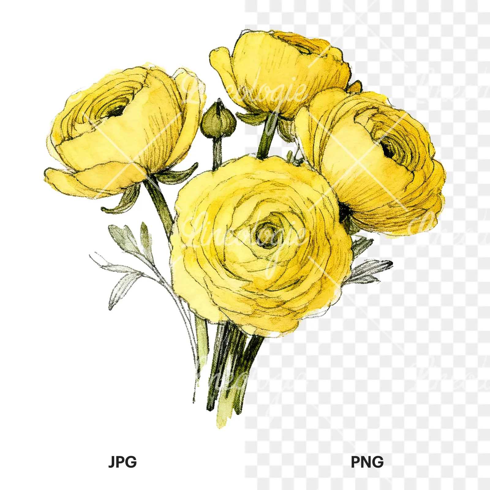 Watercolor compact yellow ranunculus bouquet clipart 6 of 12, as a JPG on white and a transparent PNG