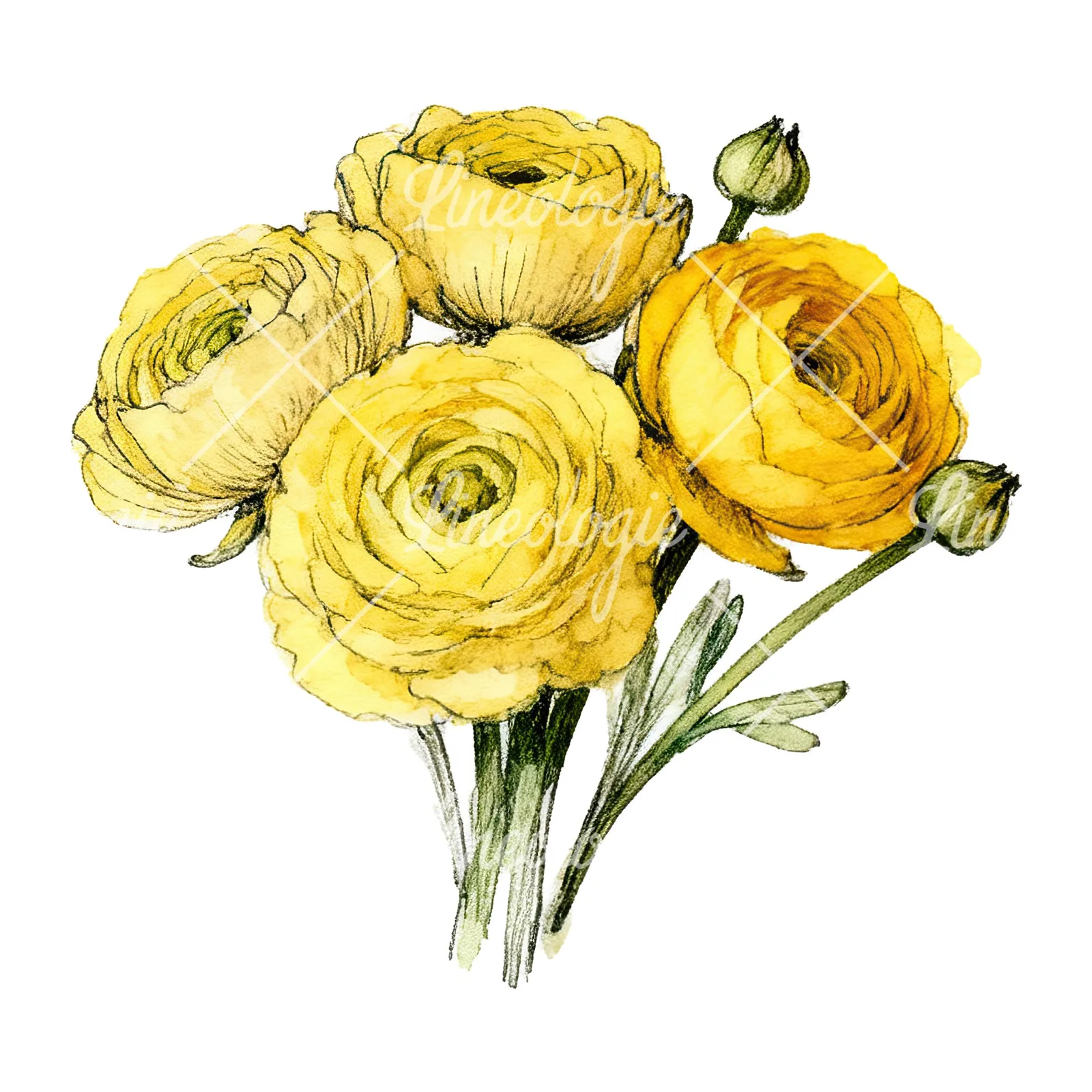 Watercolor compact yellow ranunculus bouquet clipart 7 of 12 on a white background (JPG)
