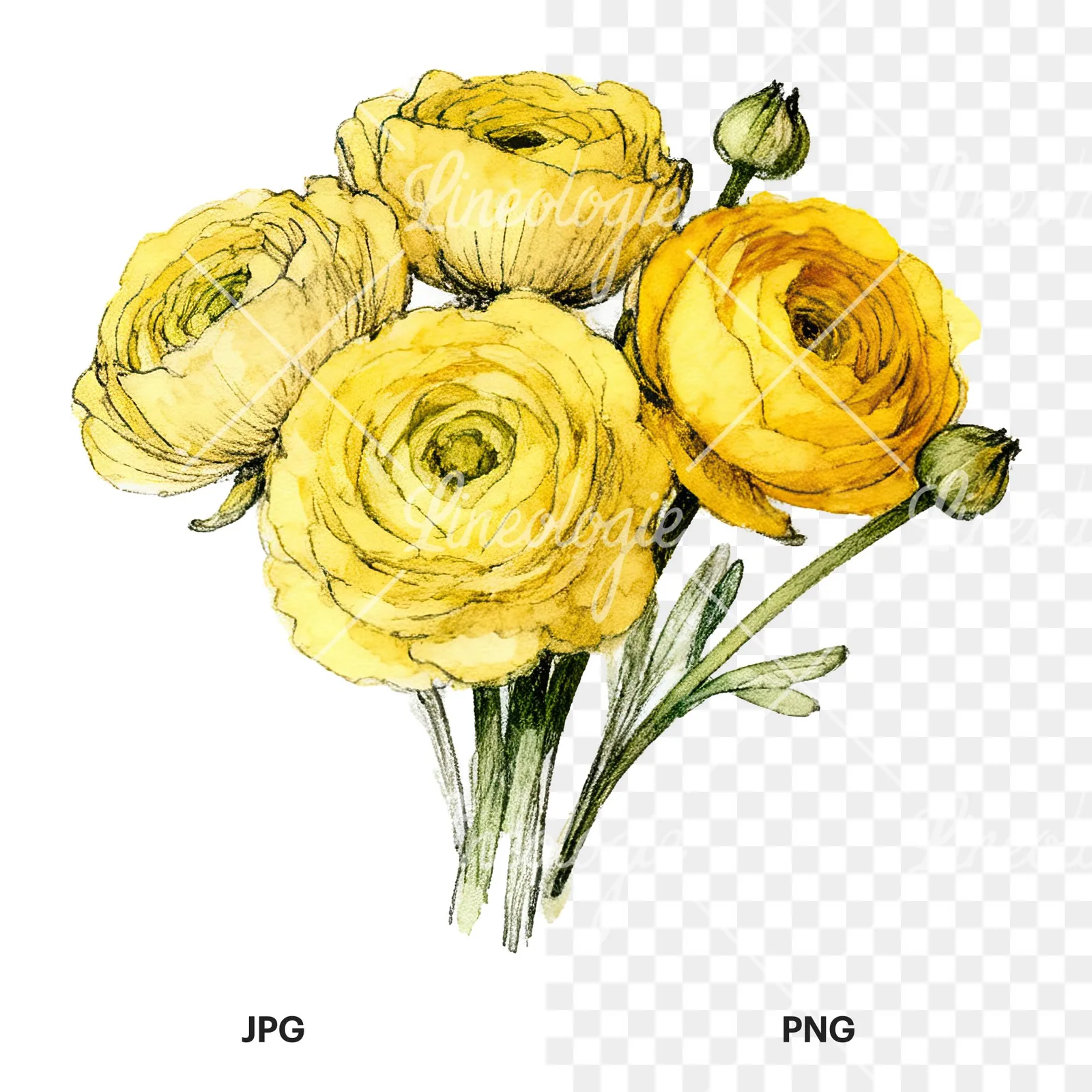 Watercolor compact yellow ranunculus bouquet clipart 7 of 12, as a JPG on white and a transparent PNG