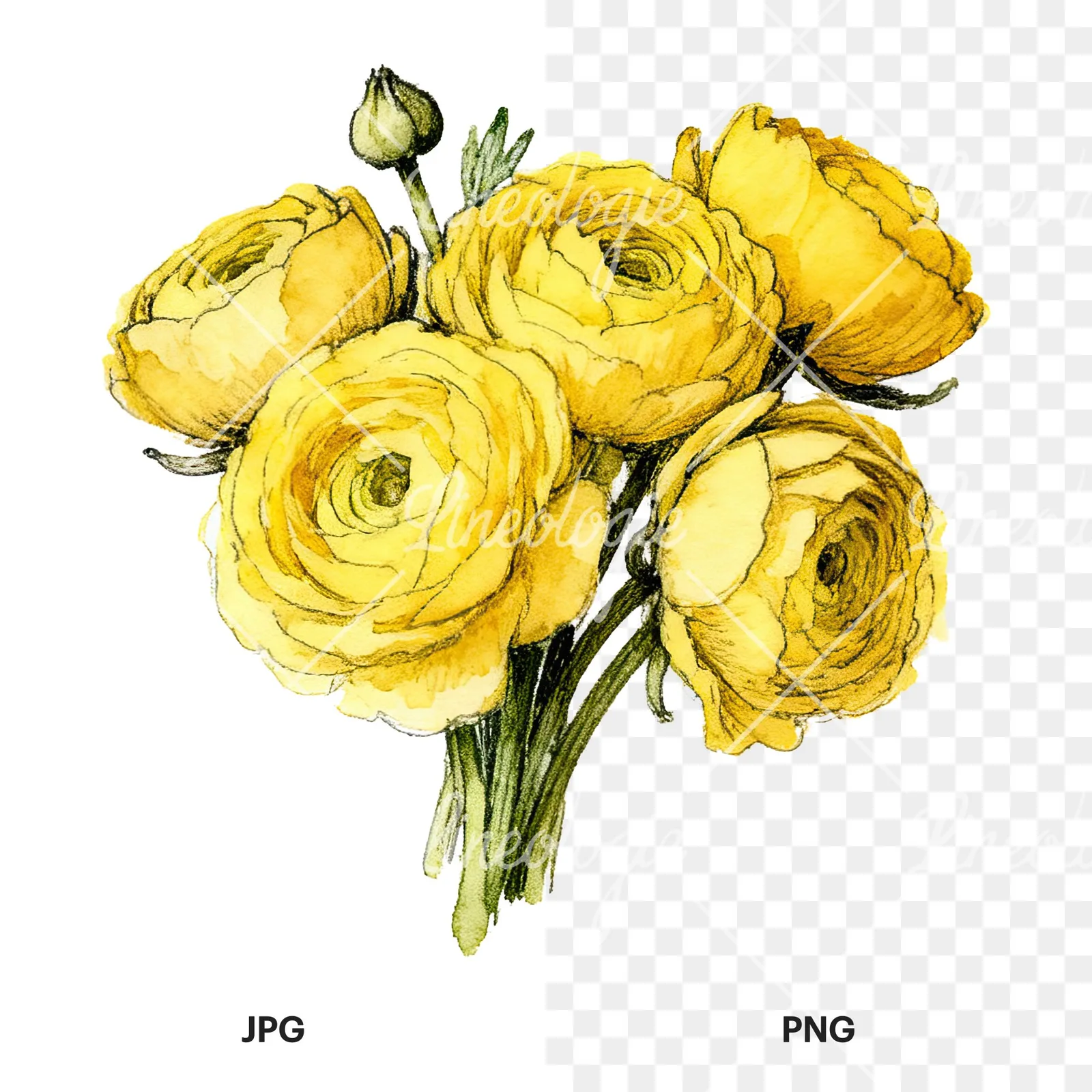 Watercolor compact yellow ranunculus bouquet clipart 8 of 12, as a JPG on white and a transparent PNG
