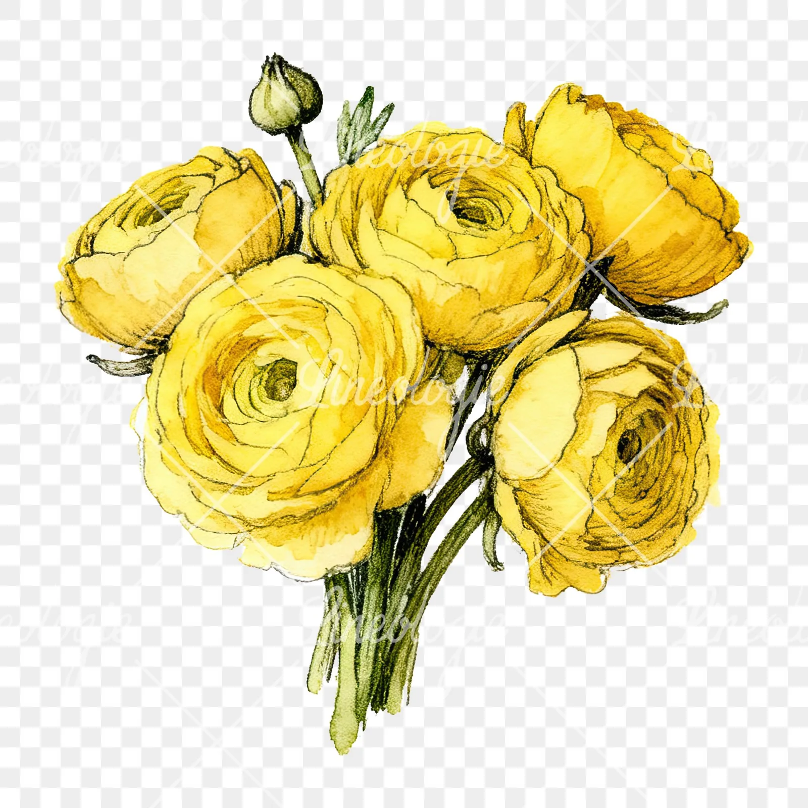 Watercolor compact yellow ranunculus bouquet clipart 8 of 12 on a transparent background (PNG)
