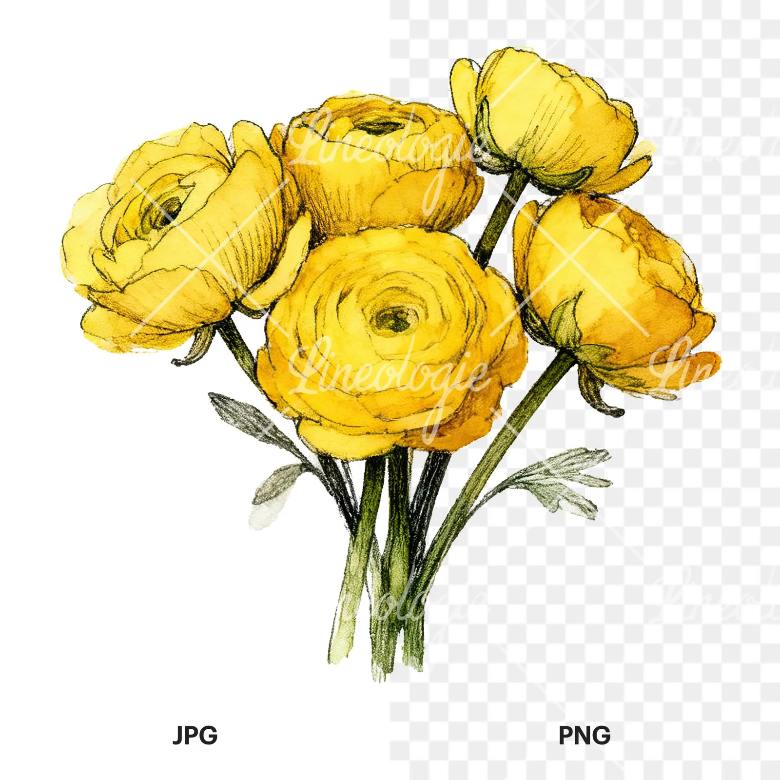 Watercolor compact yellow ranunculus bouquet clipart 9 of 12, as a JPG on white and a transparent PNG