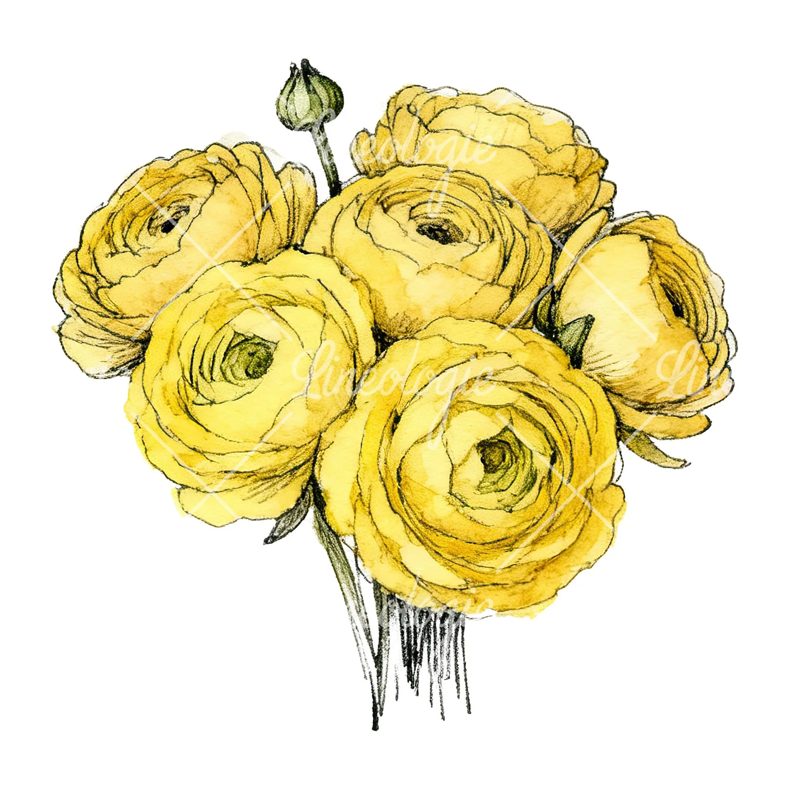 Watercolor compact yellow ranunculus bouquet clipart 10 of 12 on a white background (JPG)