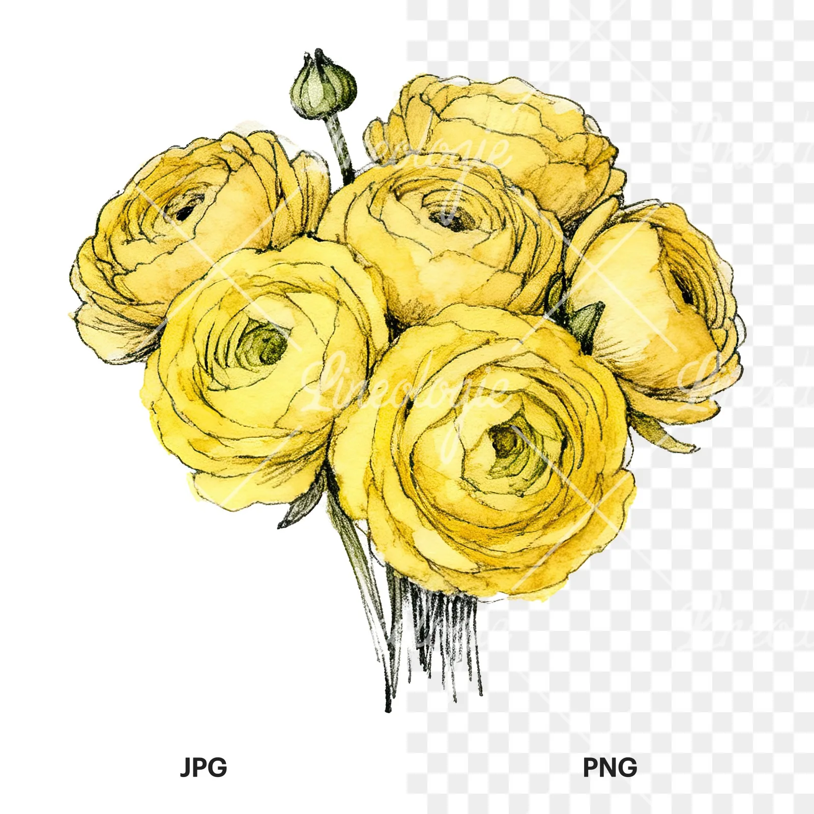 Watercolor compact yellow ranunculus bouquet clipart 10 of 12, as a JPG on white and a transparent PNG
