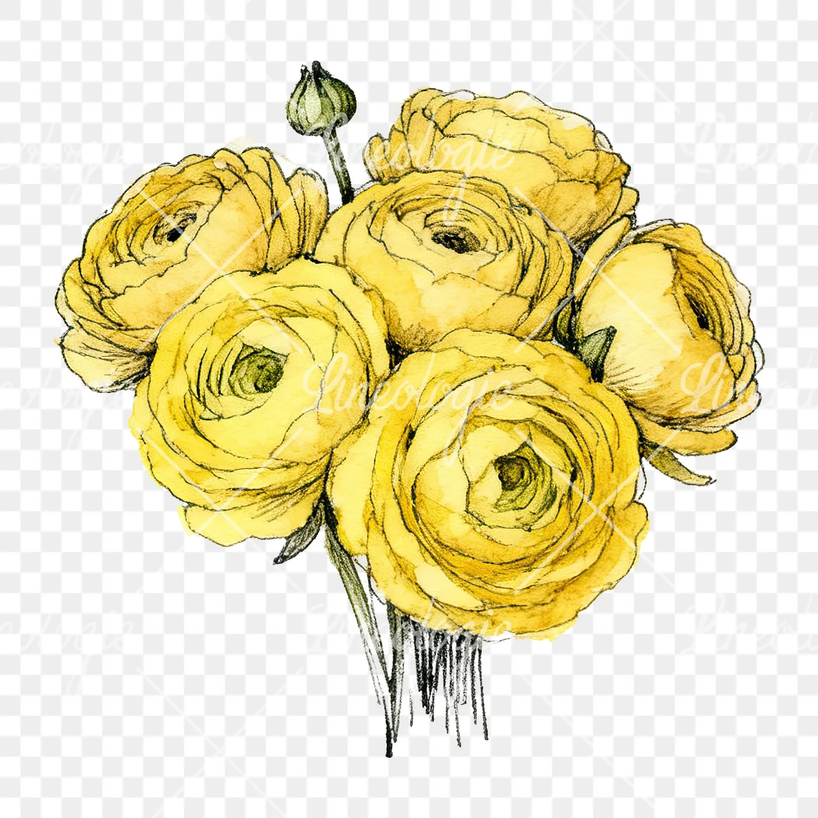 Watercolor compact yellow ranunculus bouquet clipart 10 of 12 on a transparent background (PNG)