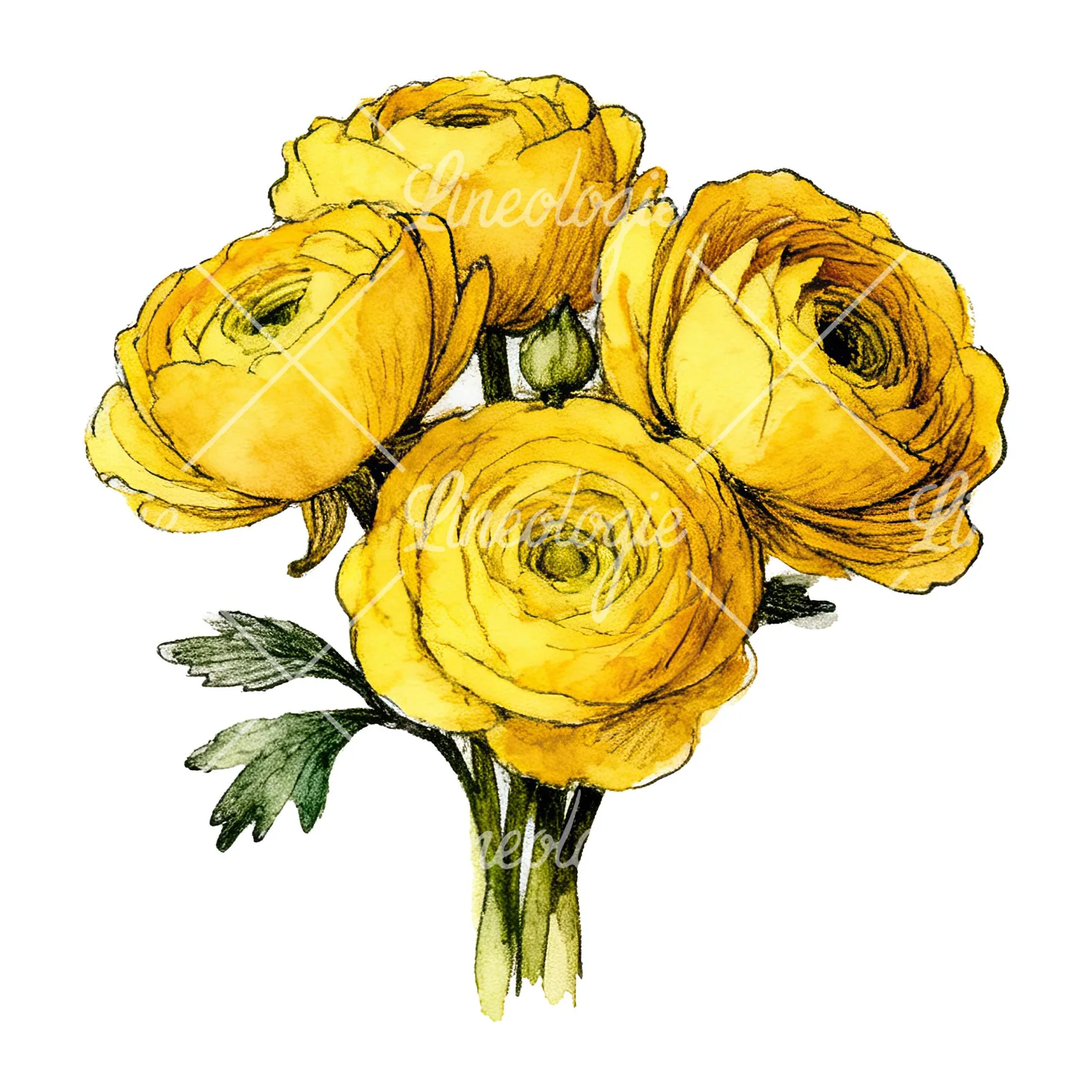 Watercolor compact yellow ranunculus bouquet clipart 11 of 12 on a white background (JPG)