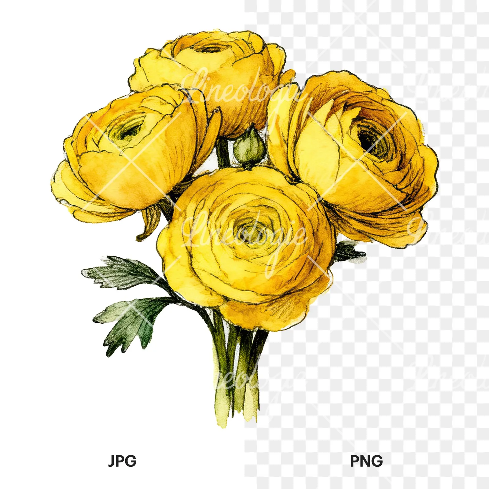 Watercolor compact yellow ranunculus bouquet clipart 11 of 12, as a JPG on white and a transparent PNG