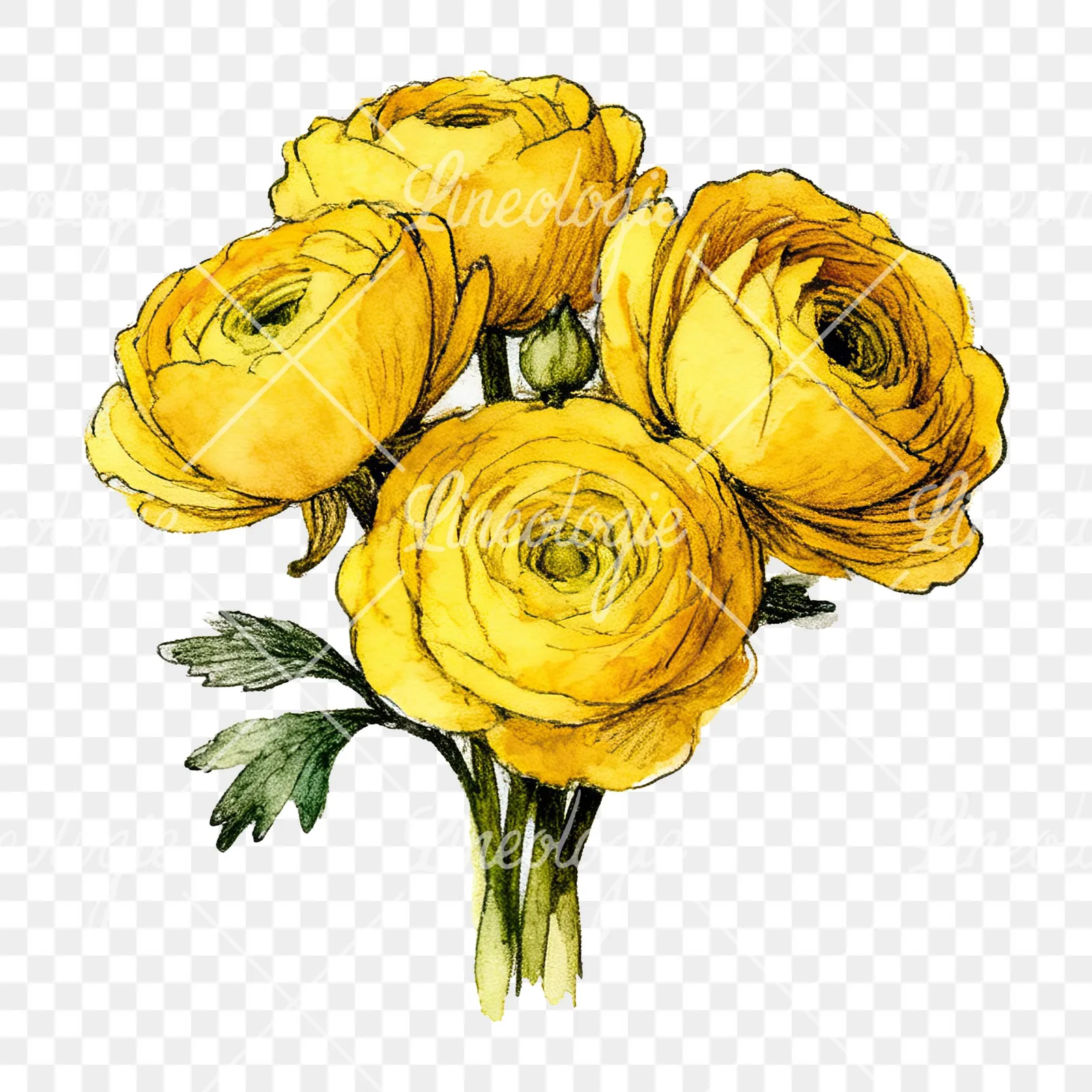 Watercolor compact yellow ranunculus bouquet clipart 11 of 12 on a transparent background (PNG)