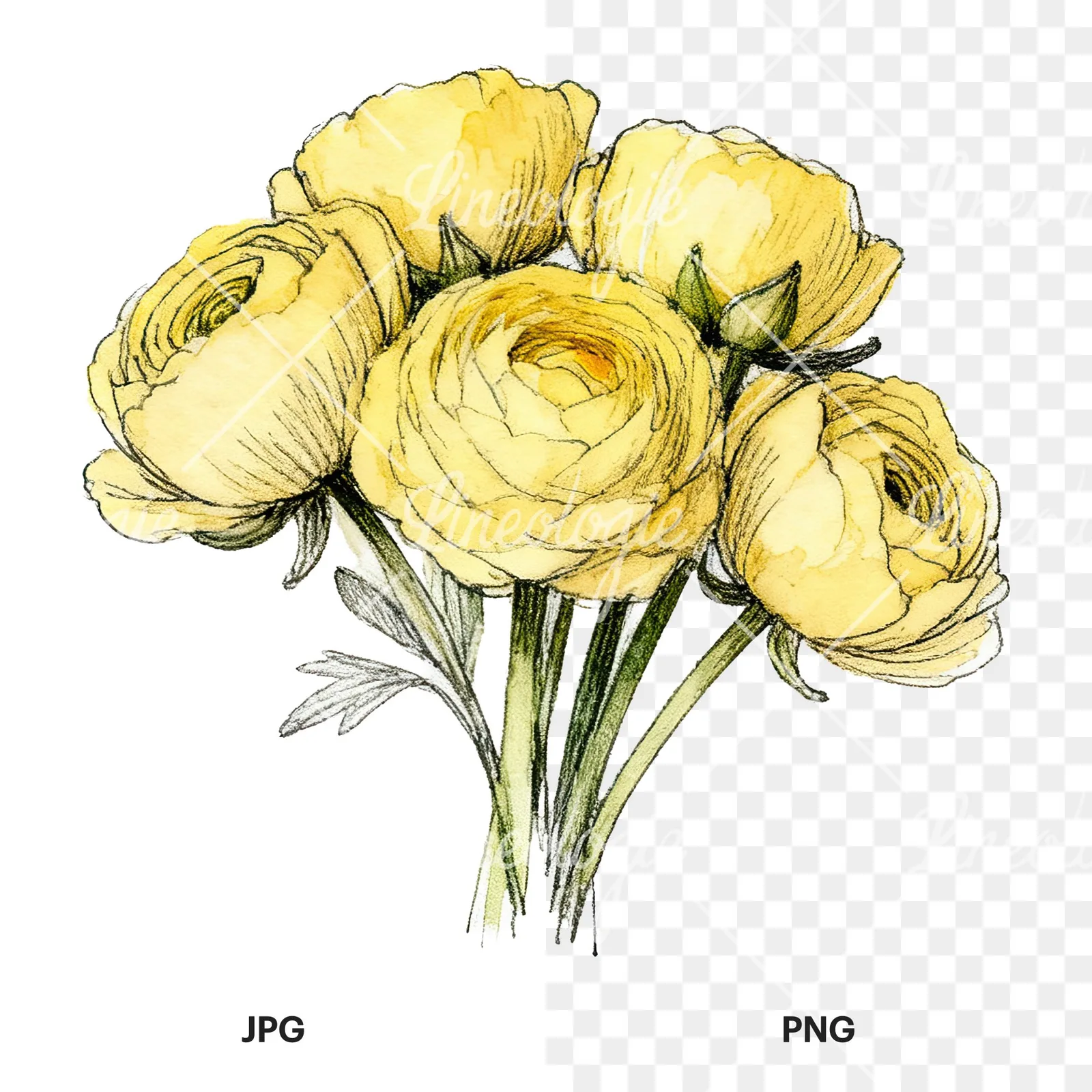 Watercolor compact yellow ranunculus bouquet clipart 12 of 12, as a JPG on white and a transparent PNG