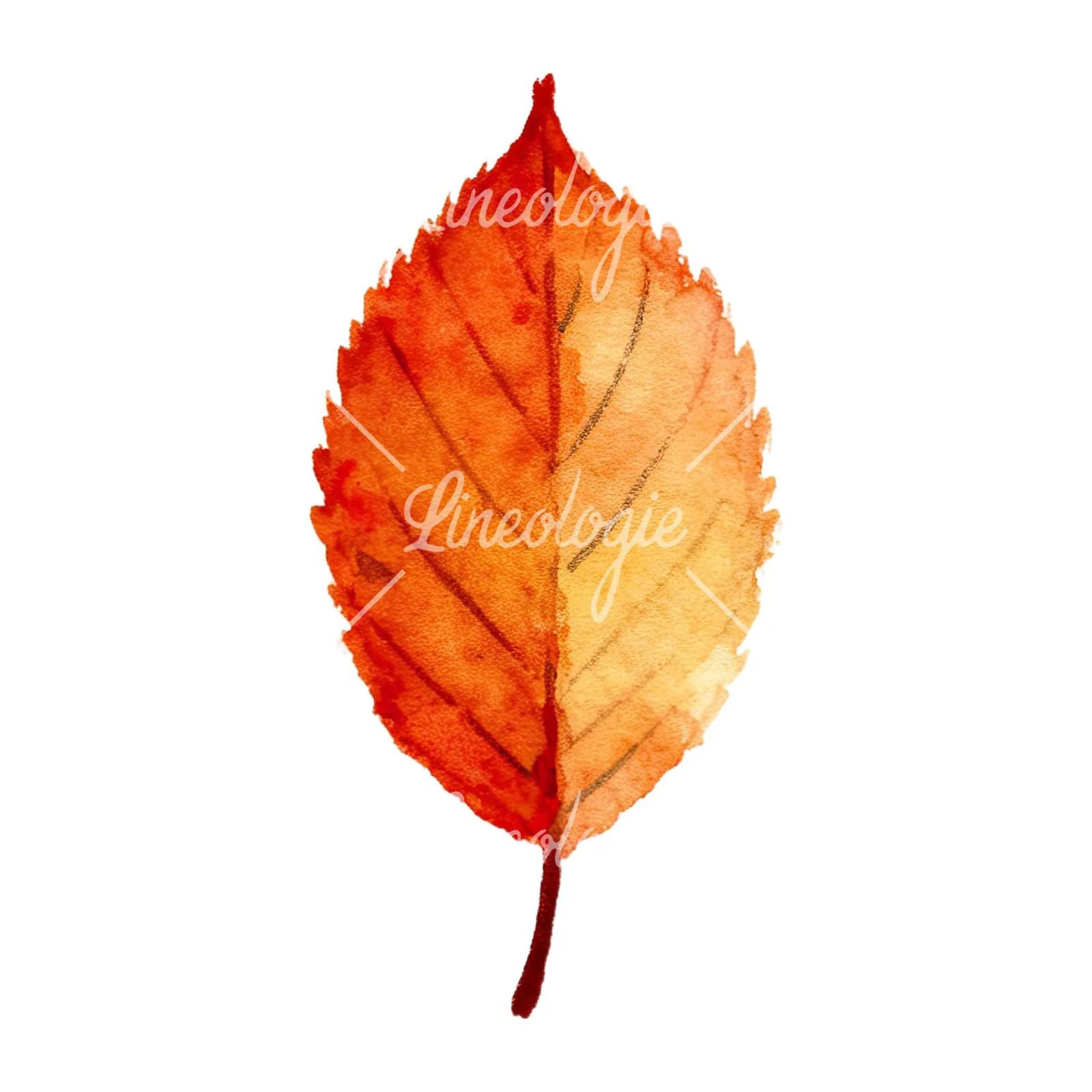 Watercolor autumn leaves orange brown red clipart 1 of 16 on a white background (JPG)