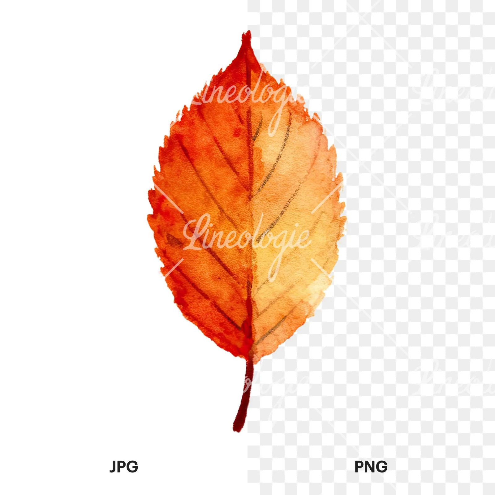 Watercolor autumn leaves orange brown red clipart 1 of 16, as a JPG on white and a transparent PNG