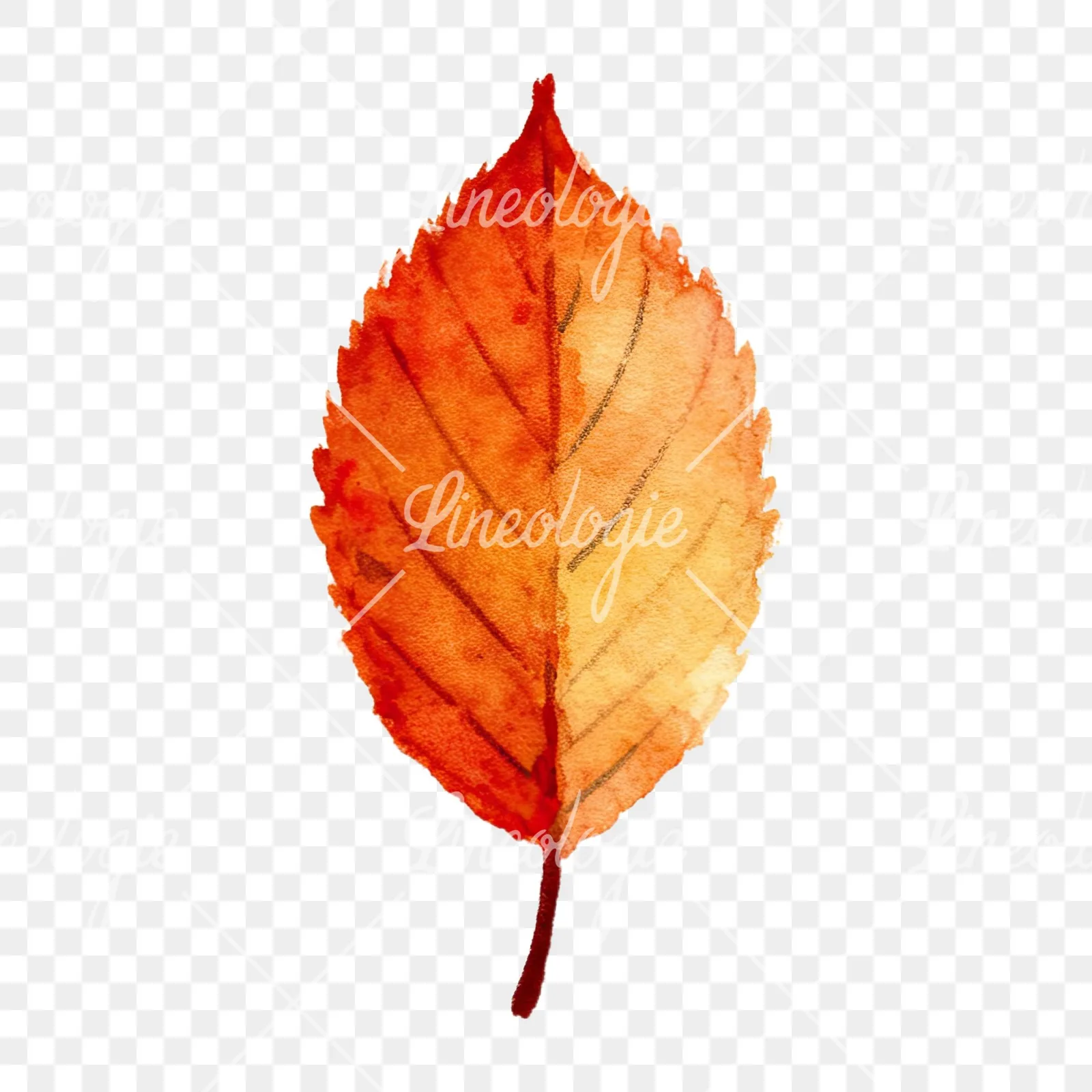 Watercolor autumn leaves orange brown red clipart 1 of 16 on a transparent background (PNG)