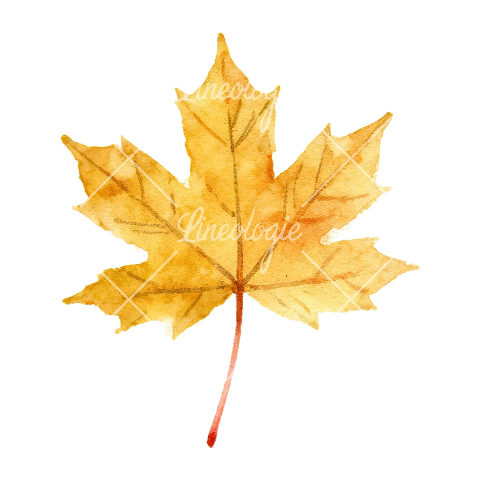 Watercolor autumn leaves orange brown red clipart 2 of 16 on a white background (JPG)