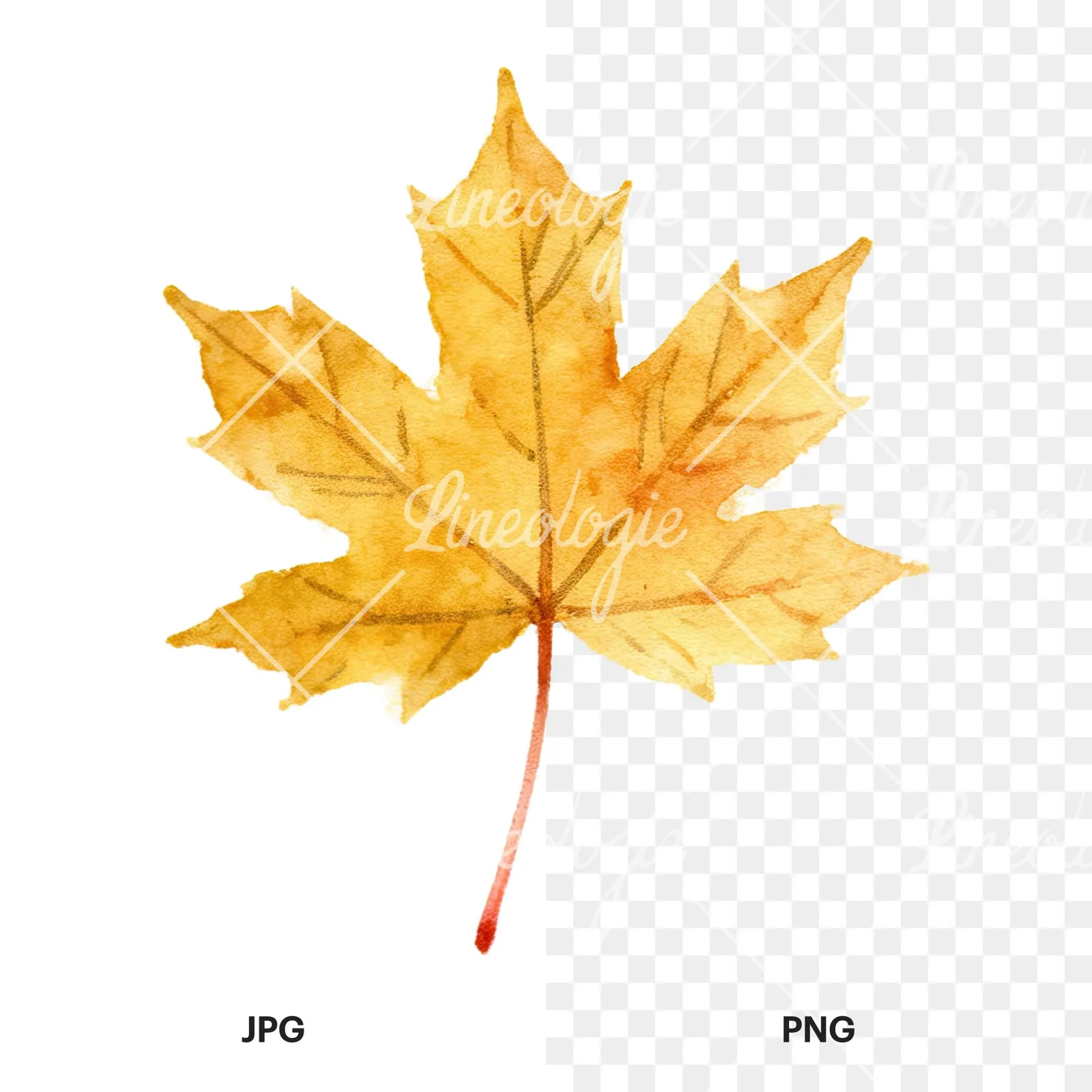 Watercolor autumn leaves orange brown red clipart 2 of 16, as a JPG on white and a transparent PNG