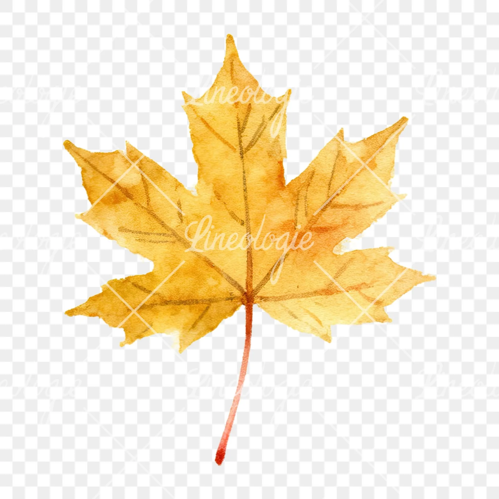 Watercolor autumn leaves orange brown red clipart 2 of 16 on a transparent background (PNG)