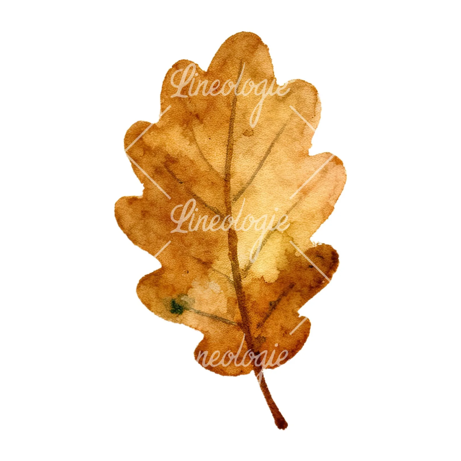 Watercolor autumn leaves orange brown red clipart 3 of 16 on a white background (JPG)